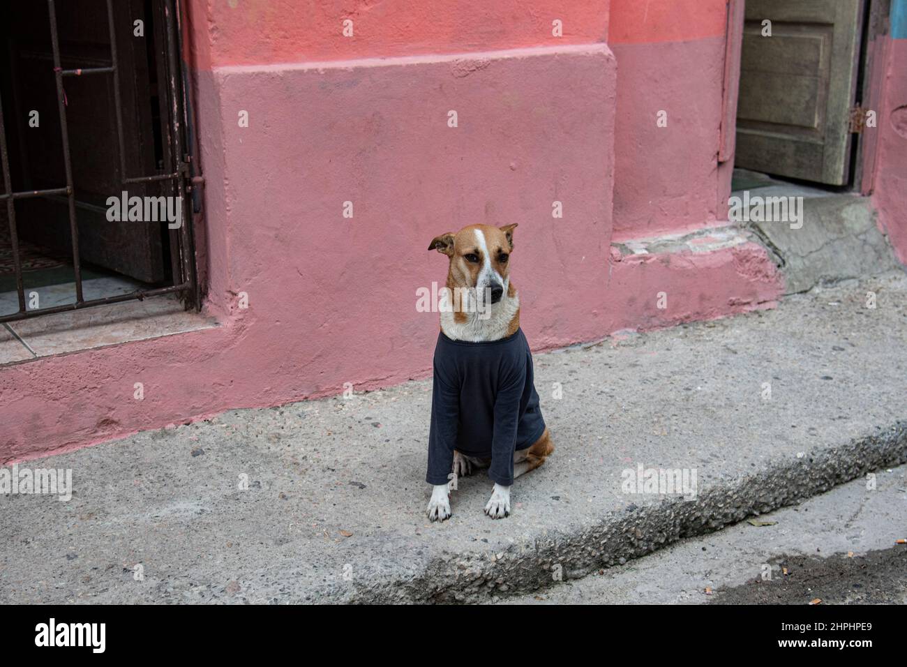 Cute dog sits on street corner outside of his house smiling at the camera and wearing a nice blue sweater. Stock Photo