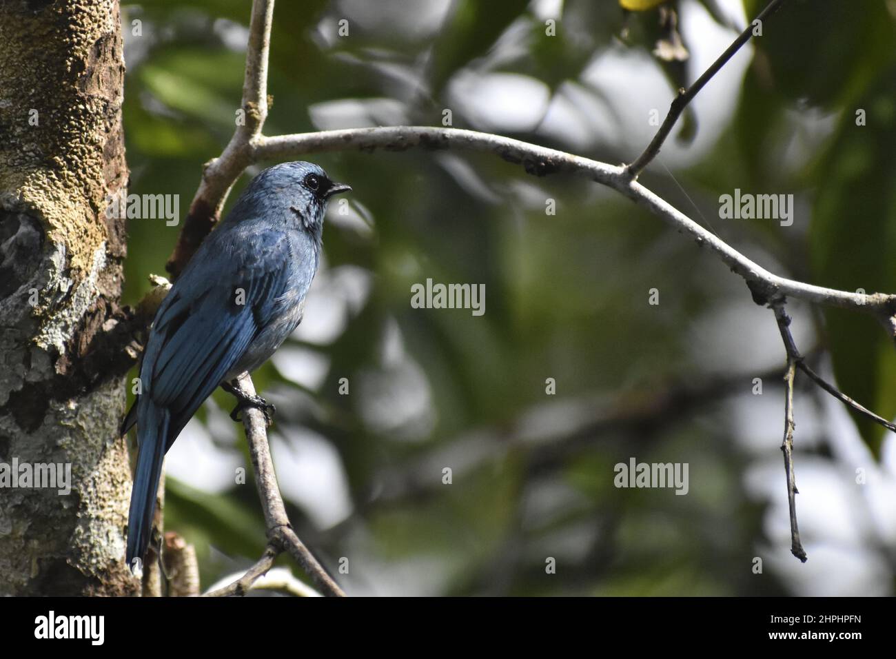 Dull blue background hi-res stock photography and images - Alamy