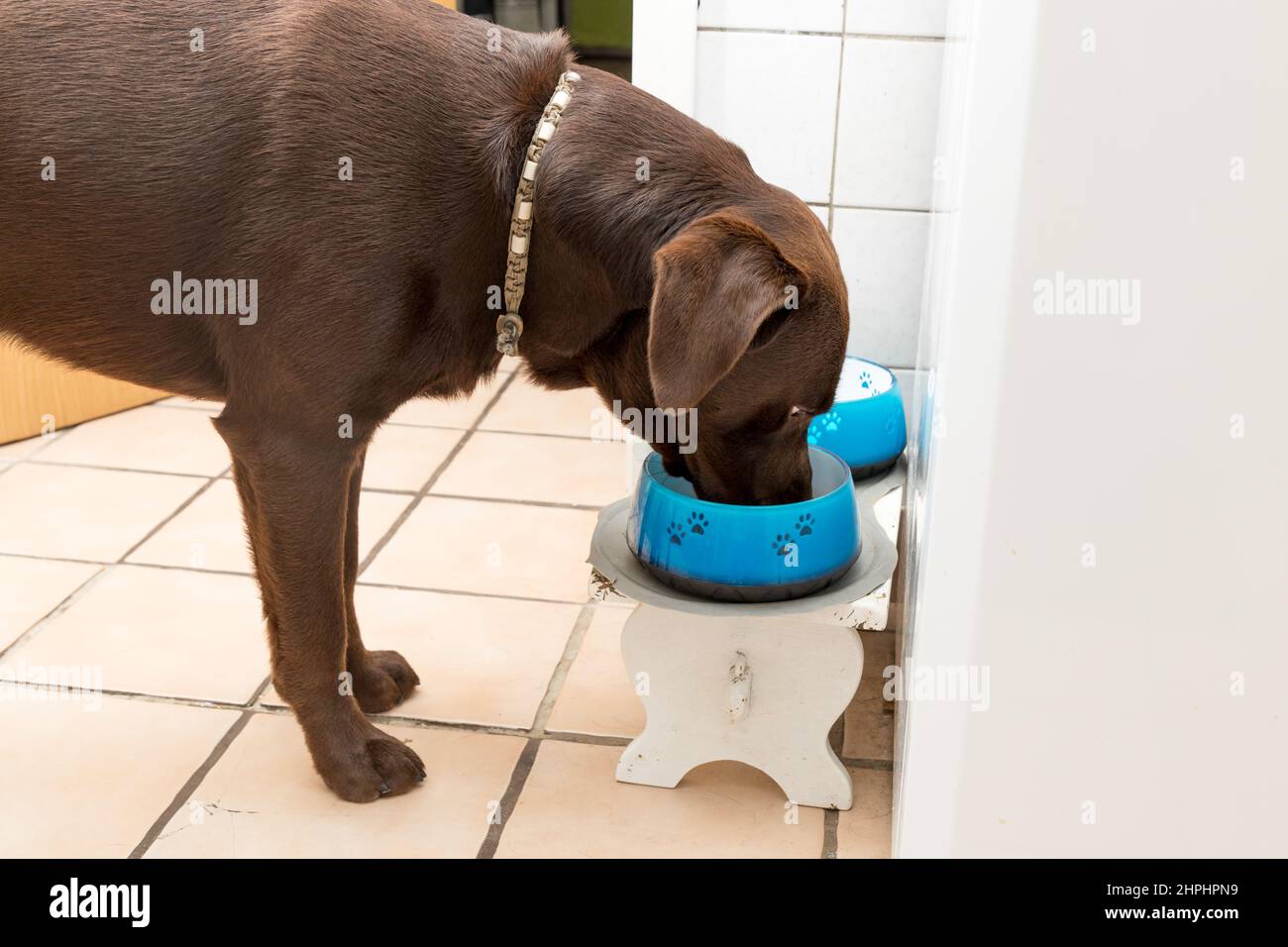 Labrador eating from its bowl Stock Photo Alamy