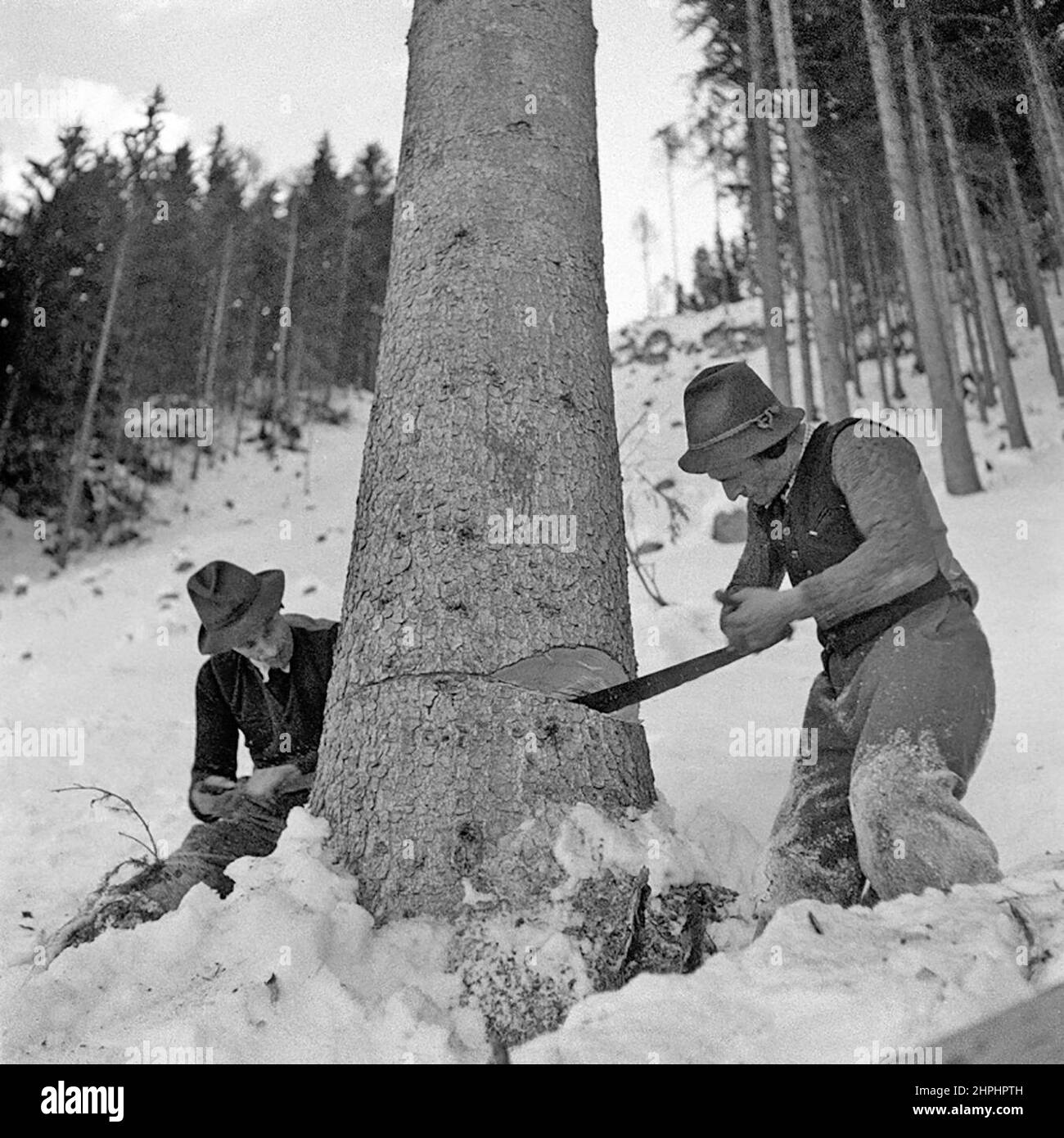 Lumberjacks sawing a tree trunk; Stockenboi, Carinthia ca.  February 1952 Stock Photo