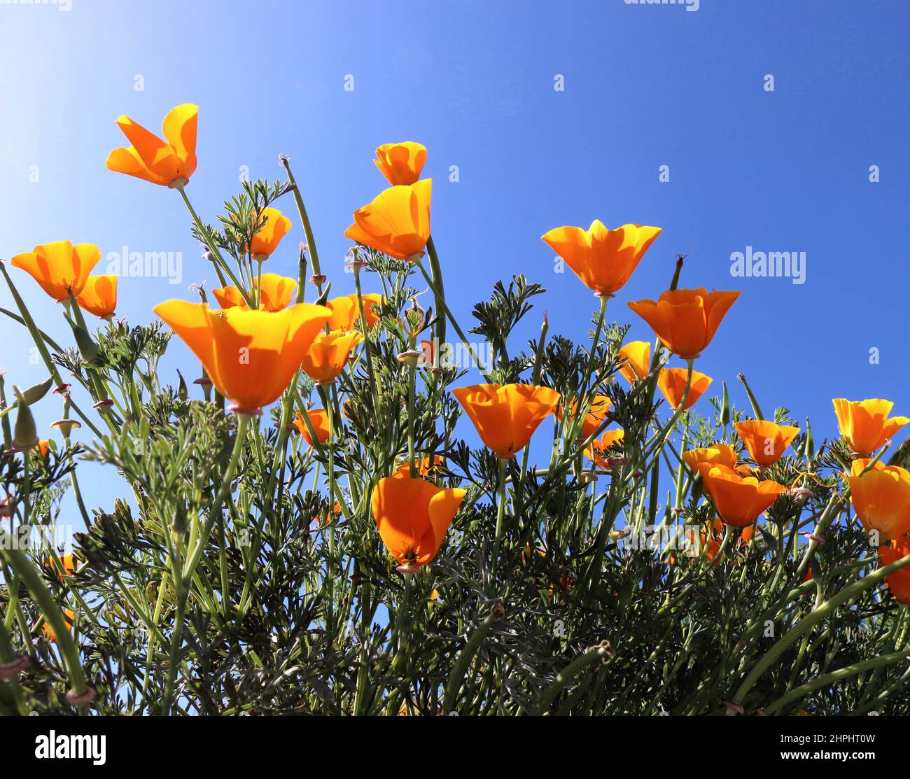 Bright orange California poppies backlit against a sunny blue sky. Stock Photo
