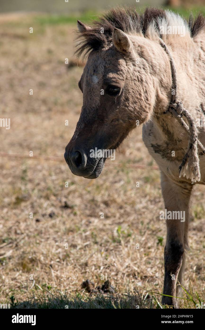 head of a little foal grazing Stock Photo