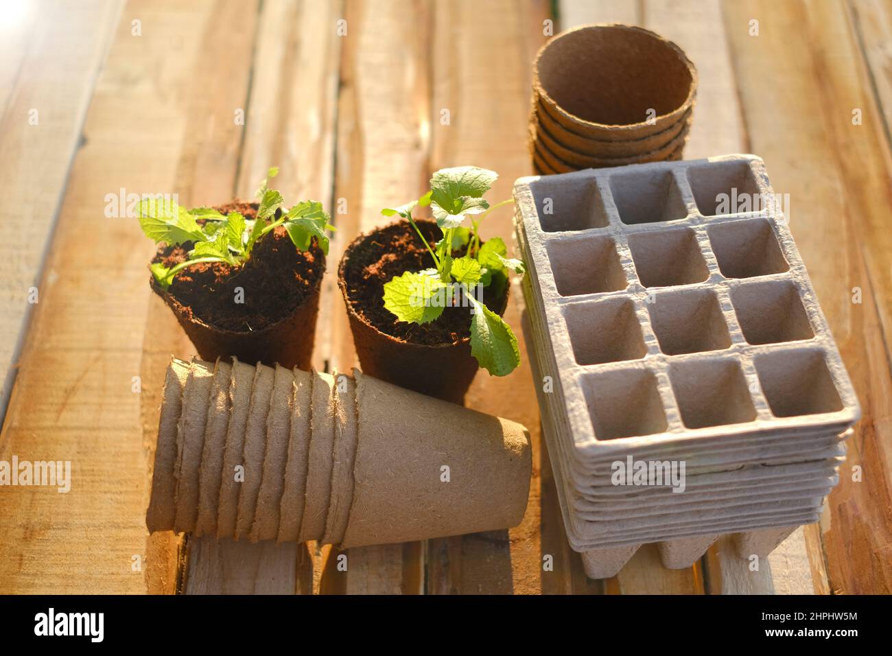 cucumbers seedlings in peat tablets on a wooden table in the sun in a ...