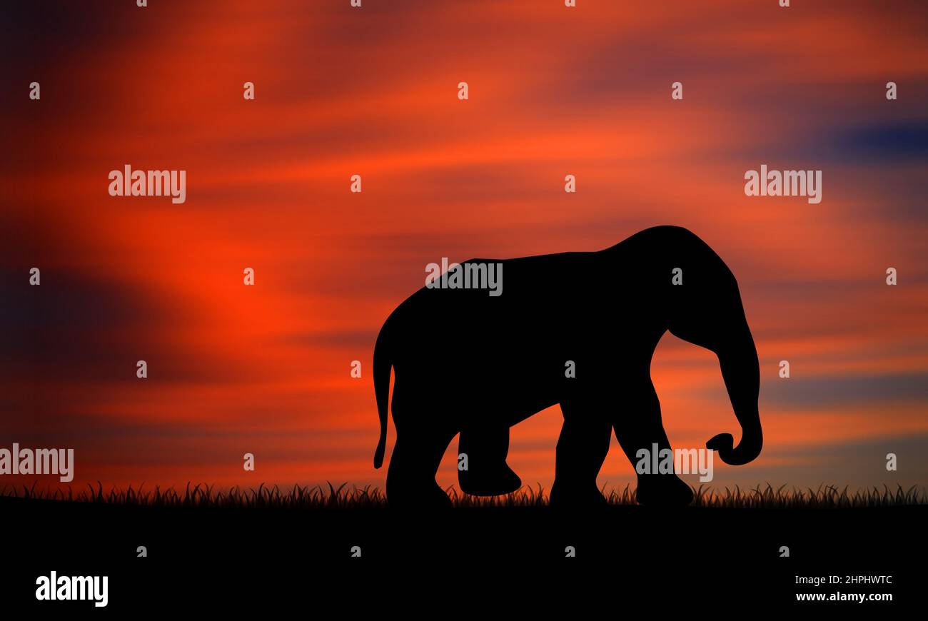 One Elephant suhoultte walking on field with sunset sky background Stock Photo