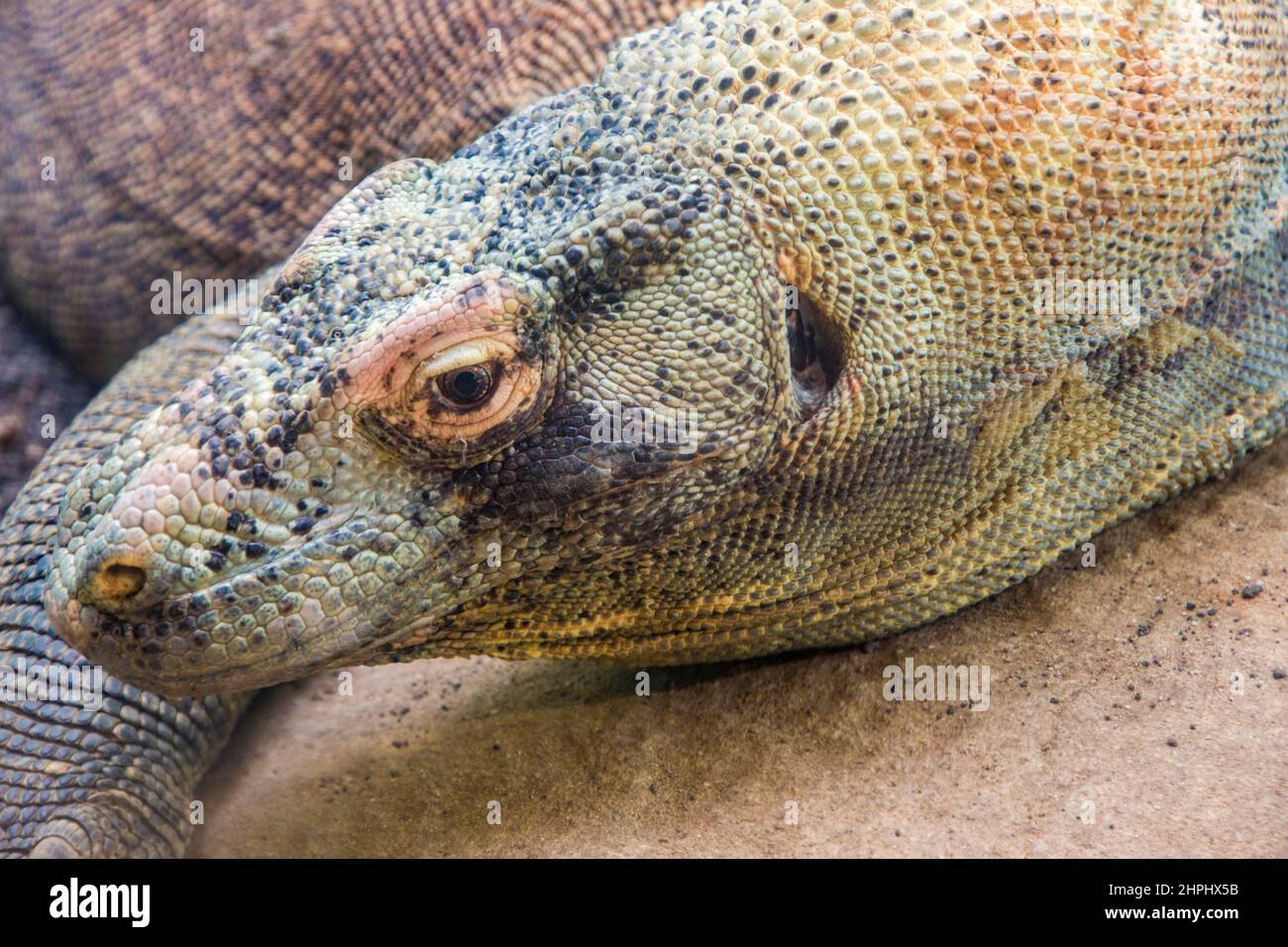 The closeup image of Komodo dragon. it is also known as the Komodo ...