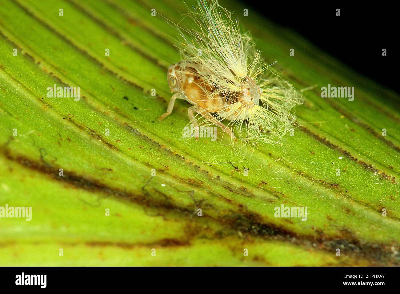 Fluffy Bum Insect Juvenile and adult passion vine hopper (Scolypopa australis Stock Photo ...