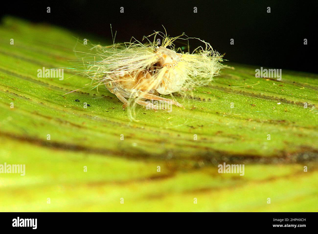 Fluffy Bum Insect Juvenile and adult passion vine hopper (Scolypopa australis Stock Photo ...