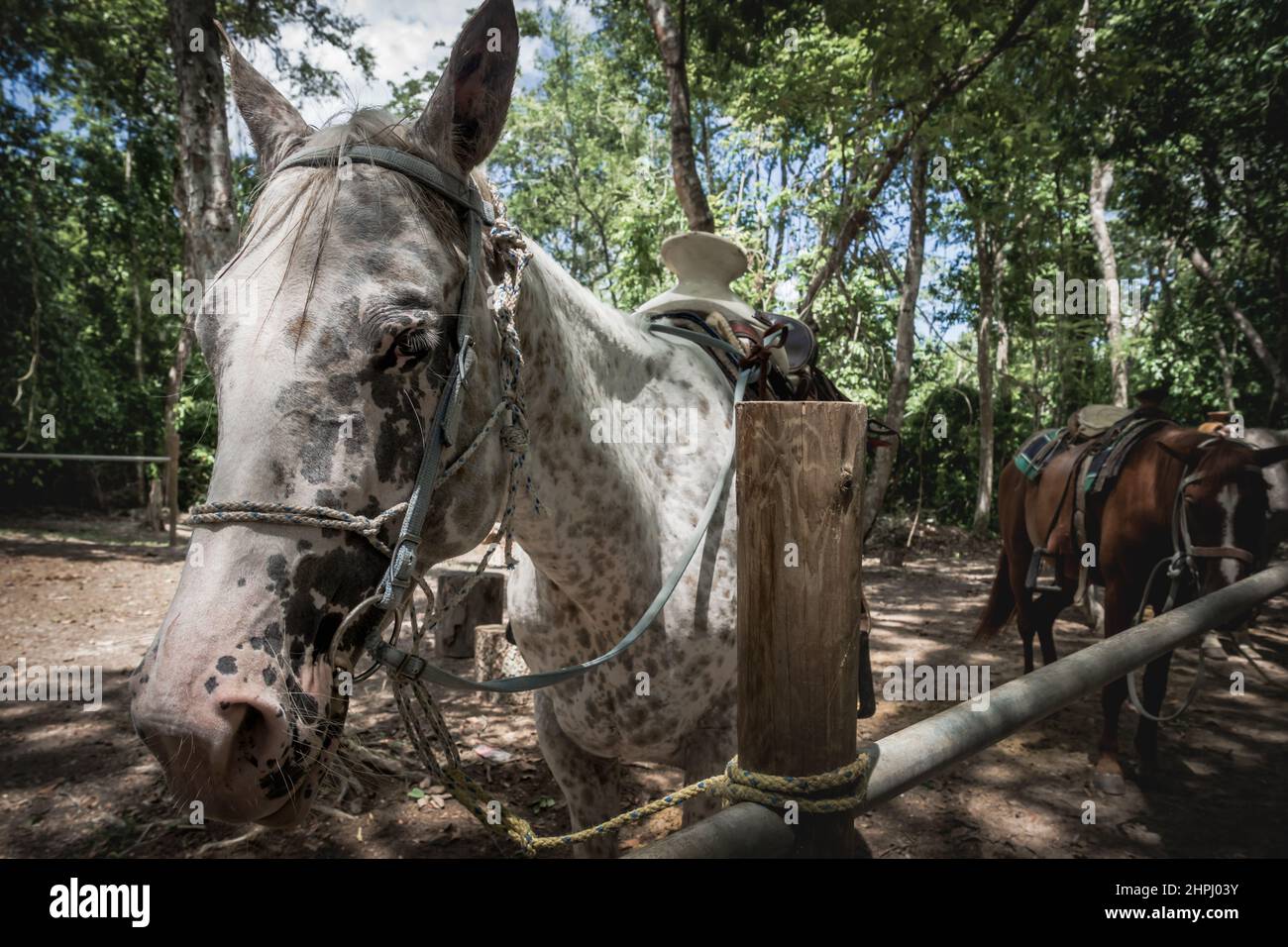 White black-dotted saddled horse tied to fence for waiting in tropical forest, Belize Stock Photo