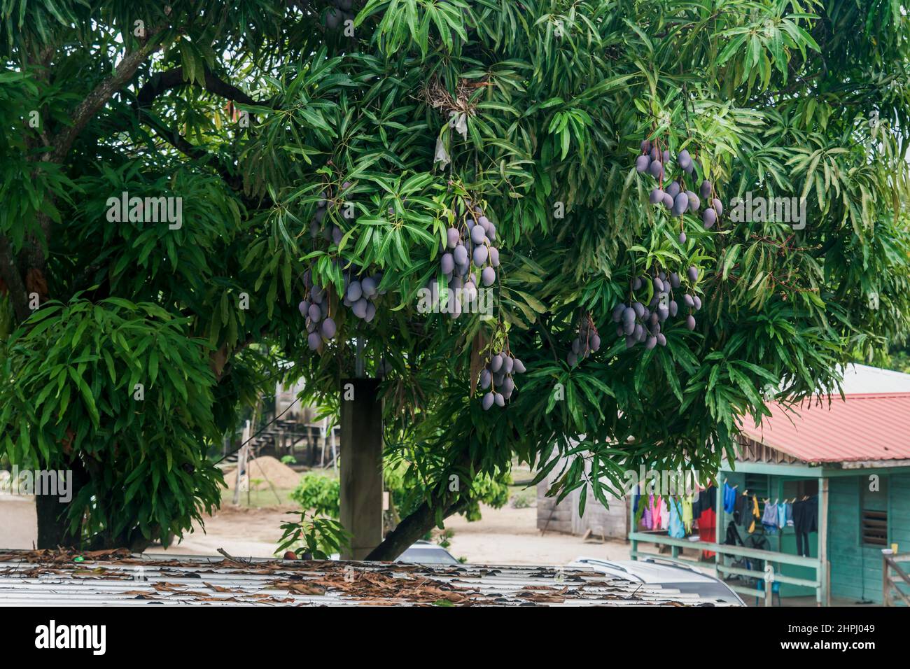 Tree with ripe 'black mangos', which look purple colored, with local
