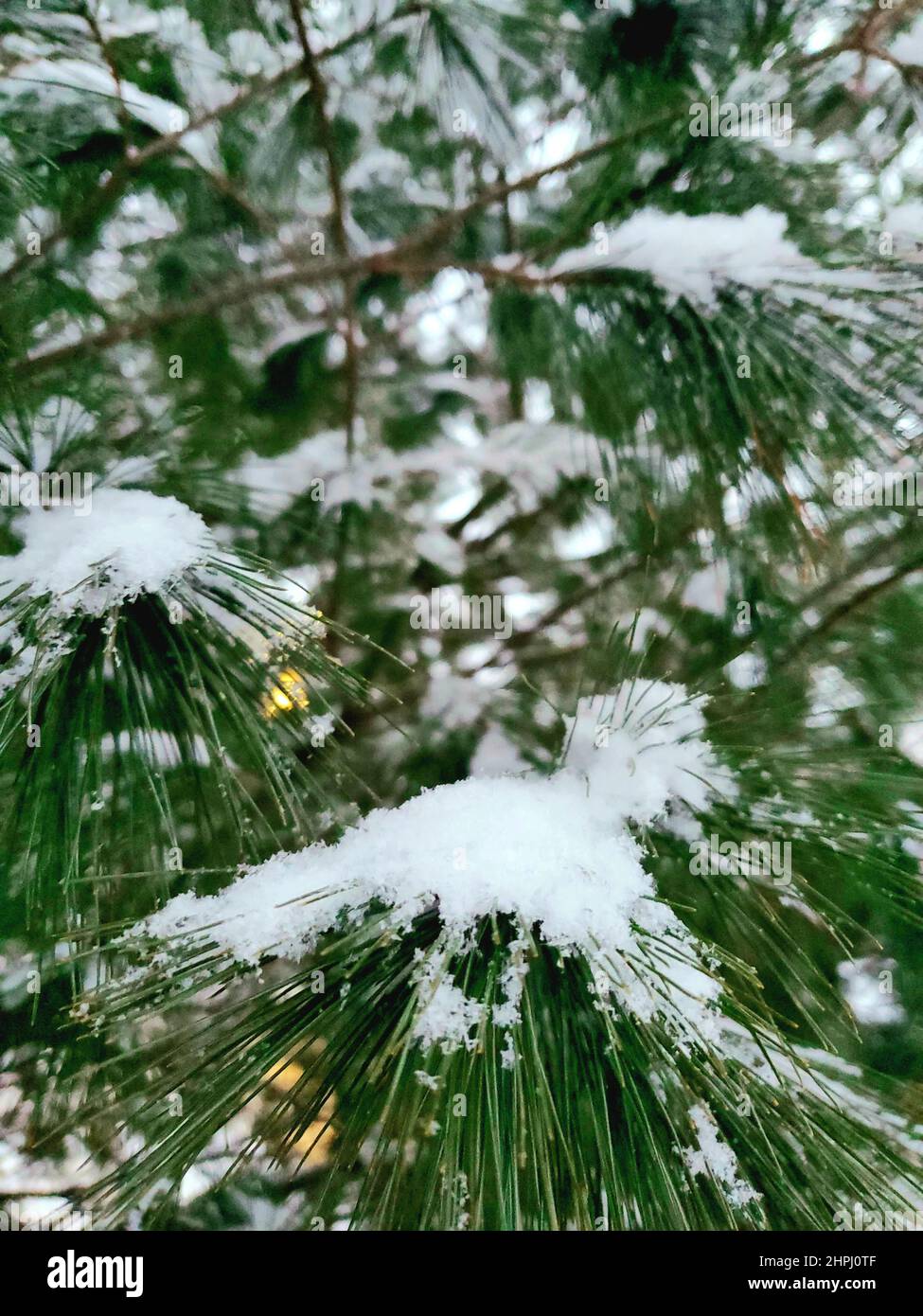 Vertical closeup of green branches of a pine tree covered with snow ...
