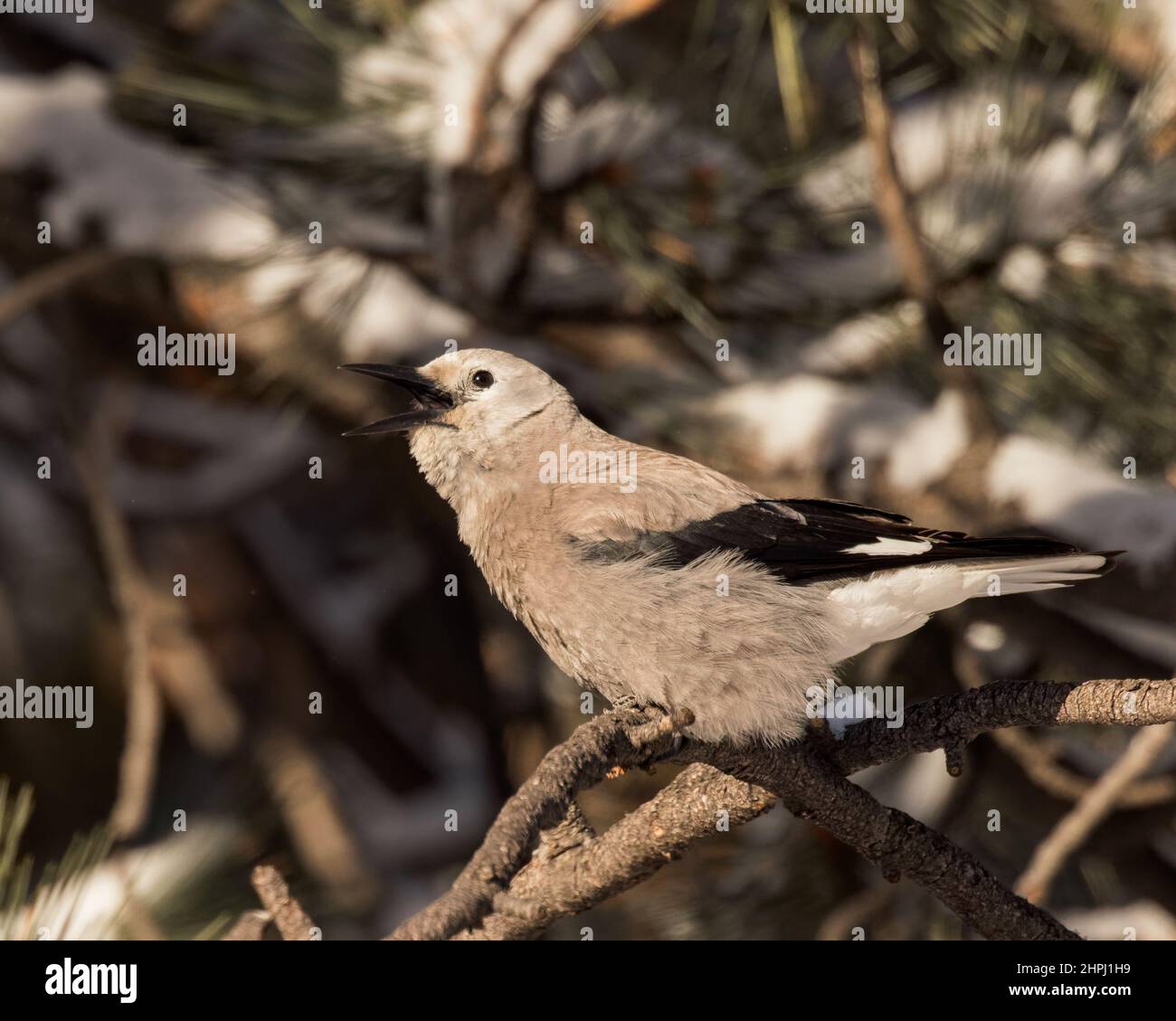 A Clark's Nutcracker calls from his perch in an evergreen tree Stock
