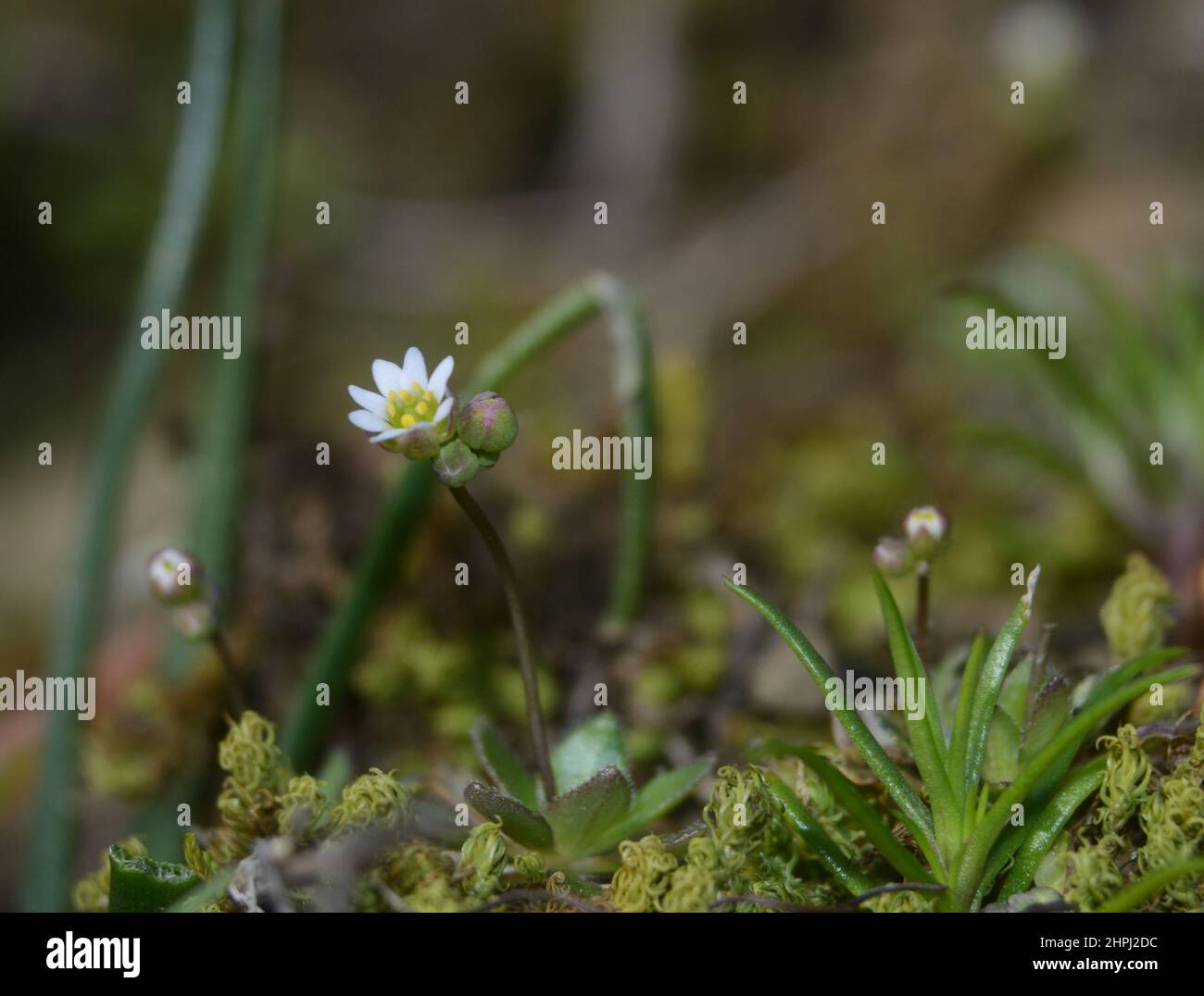 Wildflower backgrounds hi-res stock photography and images - Alamy