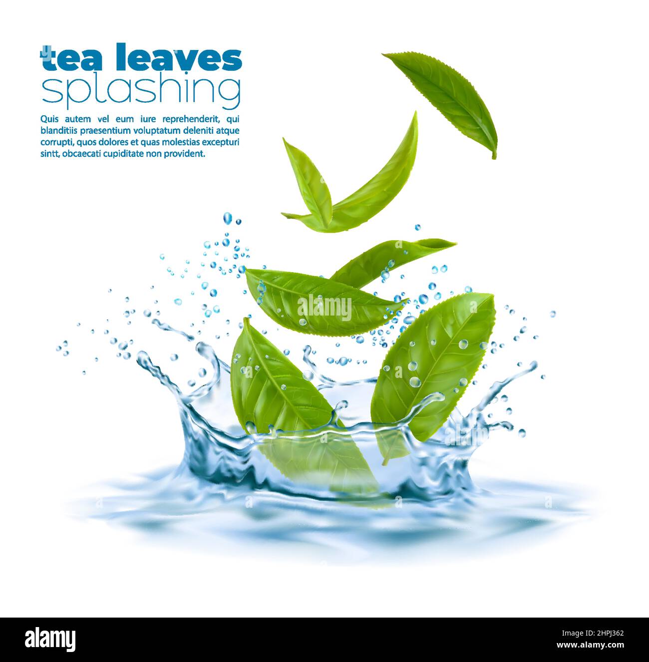 Green tea leaves with blue water corona splash and splatters. Vector