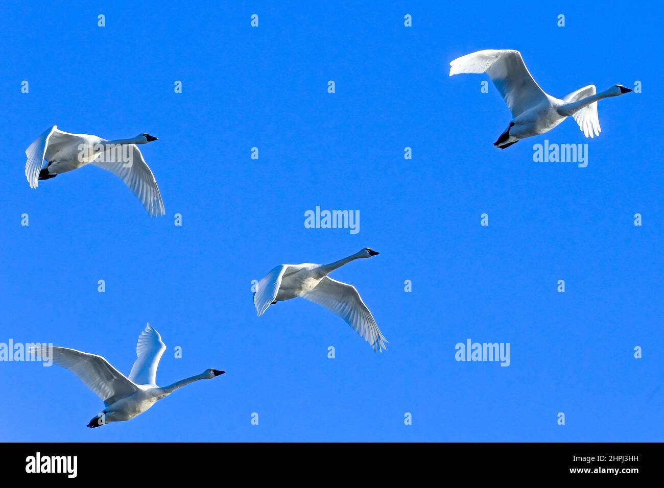 Tundra swans migrating north - Cygnus columbianus migration at Middle Creek Reservoir Pennsylvania - tundra swan flying closeup  - close up of V formation against blue sky Stock Photo