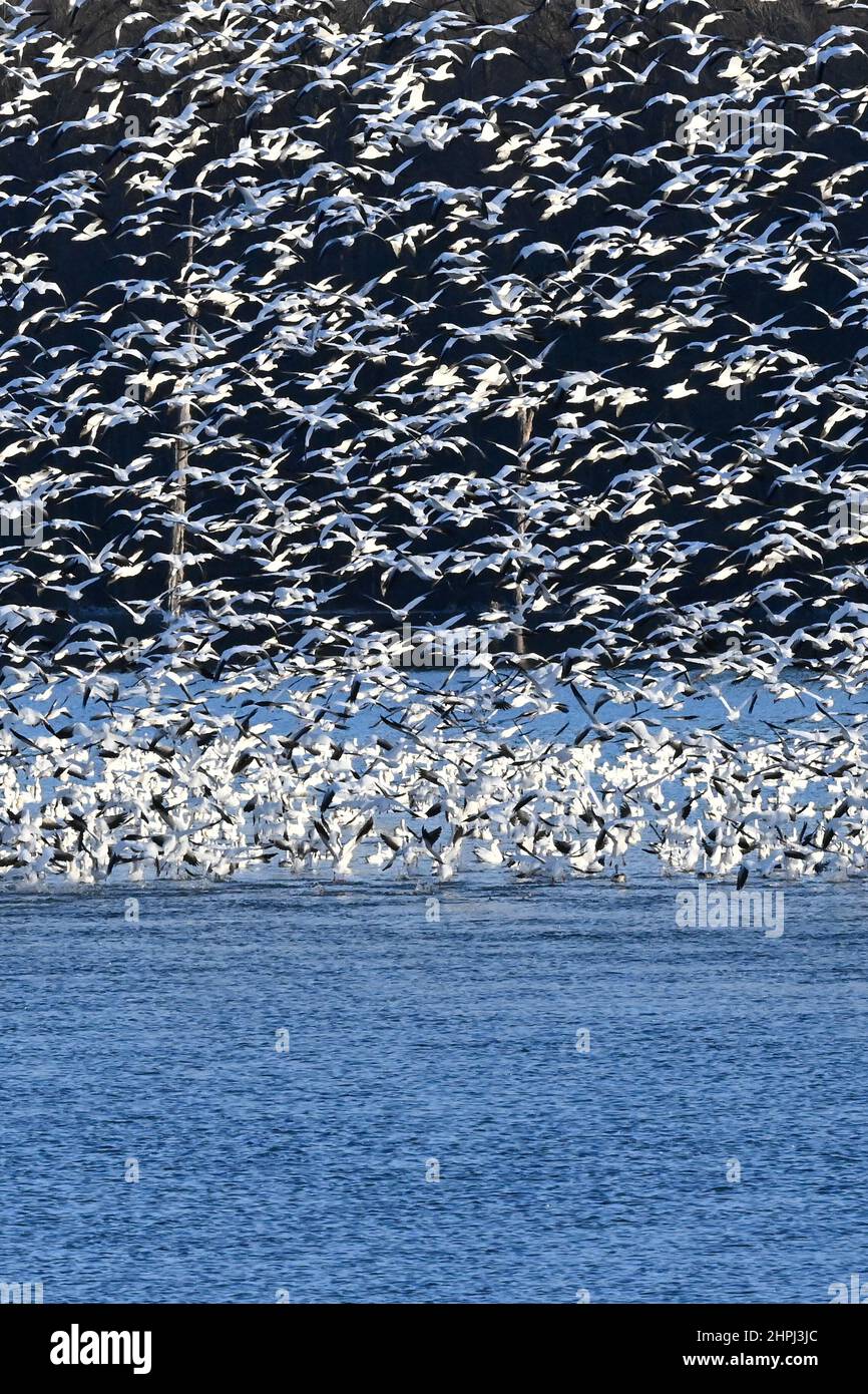 Snow geese flying Anser caerulescens / snow goose waterfowl flock