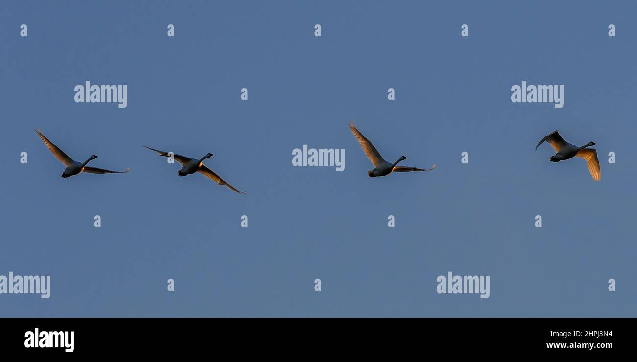 Tundra swans migrating north - Cygnus columbianus migration at Middle Creek Reservoir Pennsylvania - tundra swan flying closeup  - close up of V formation against blue sky Stock Photo