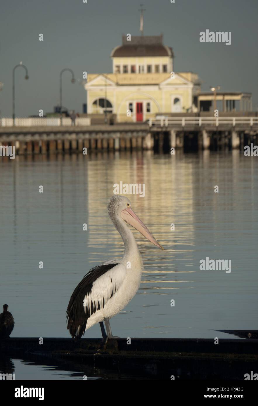 Pelican at St Kilda Pier Melbourne , Australia . Stock Photo