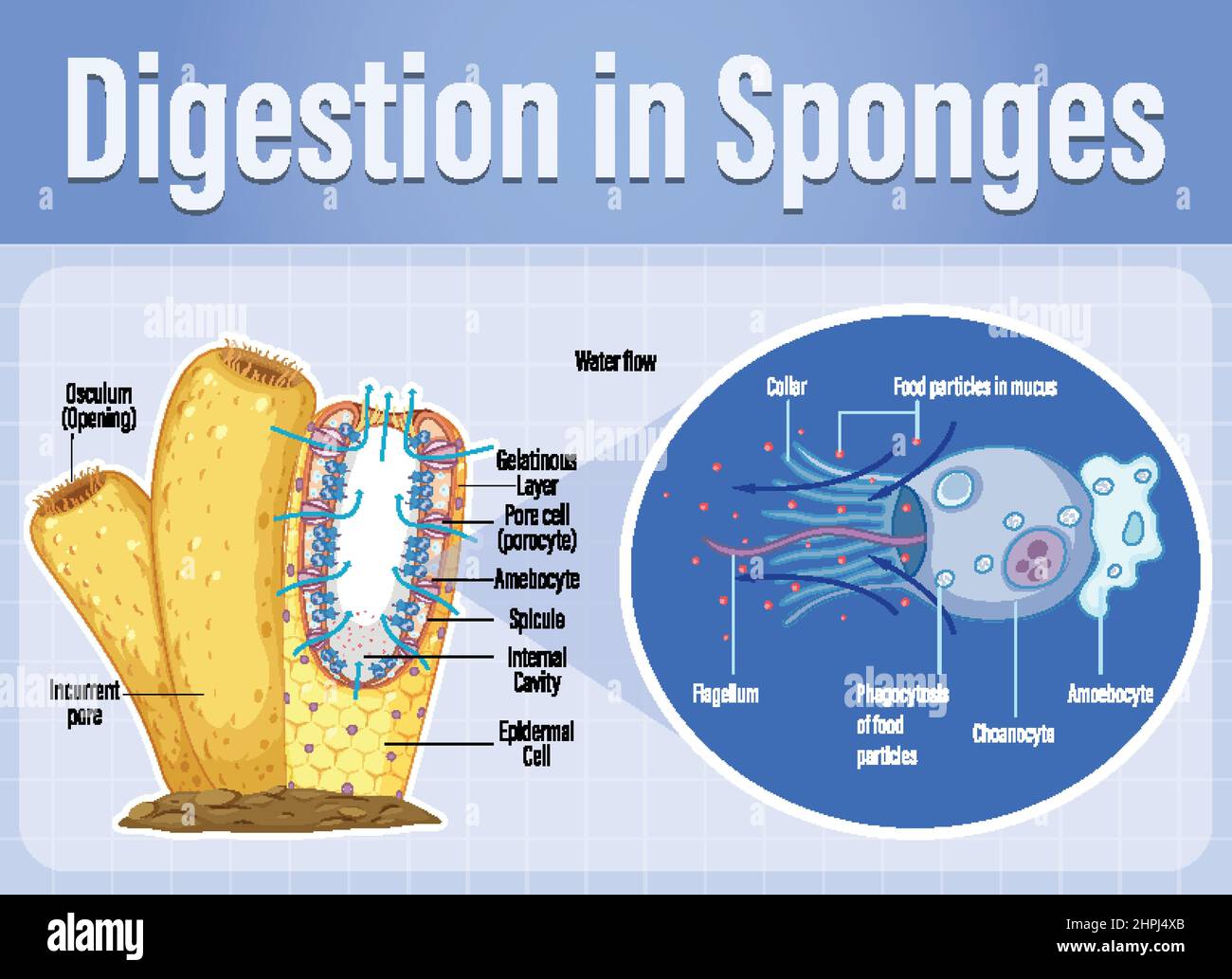 Diagram showing digestion in sponges illustration Stock Vector Image