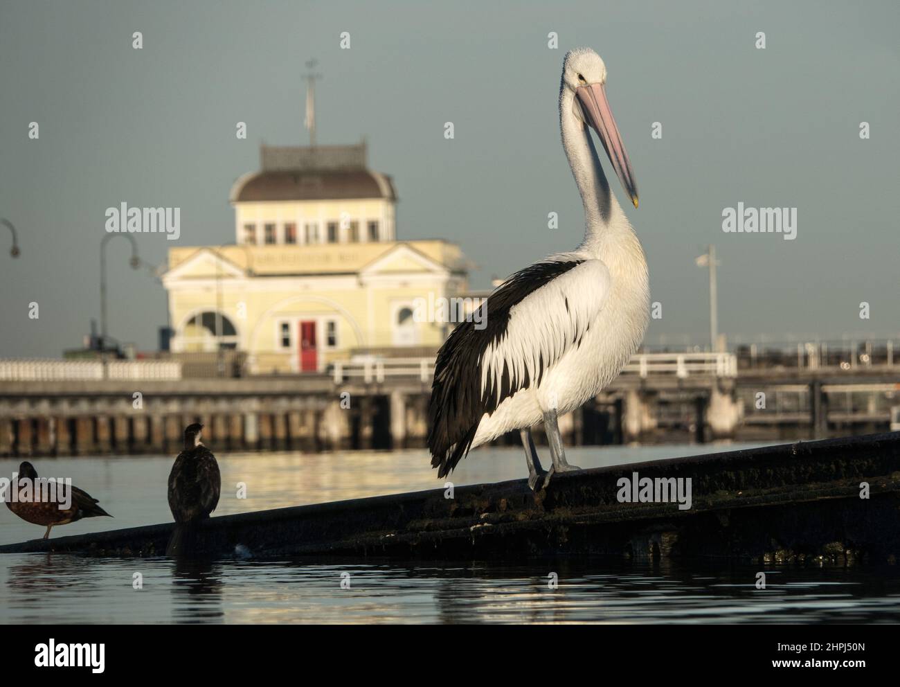 Pelican at St Kilda Pier Melbourne , Australia . Stock Photo