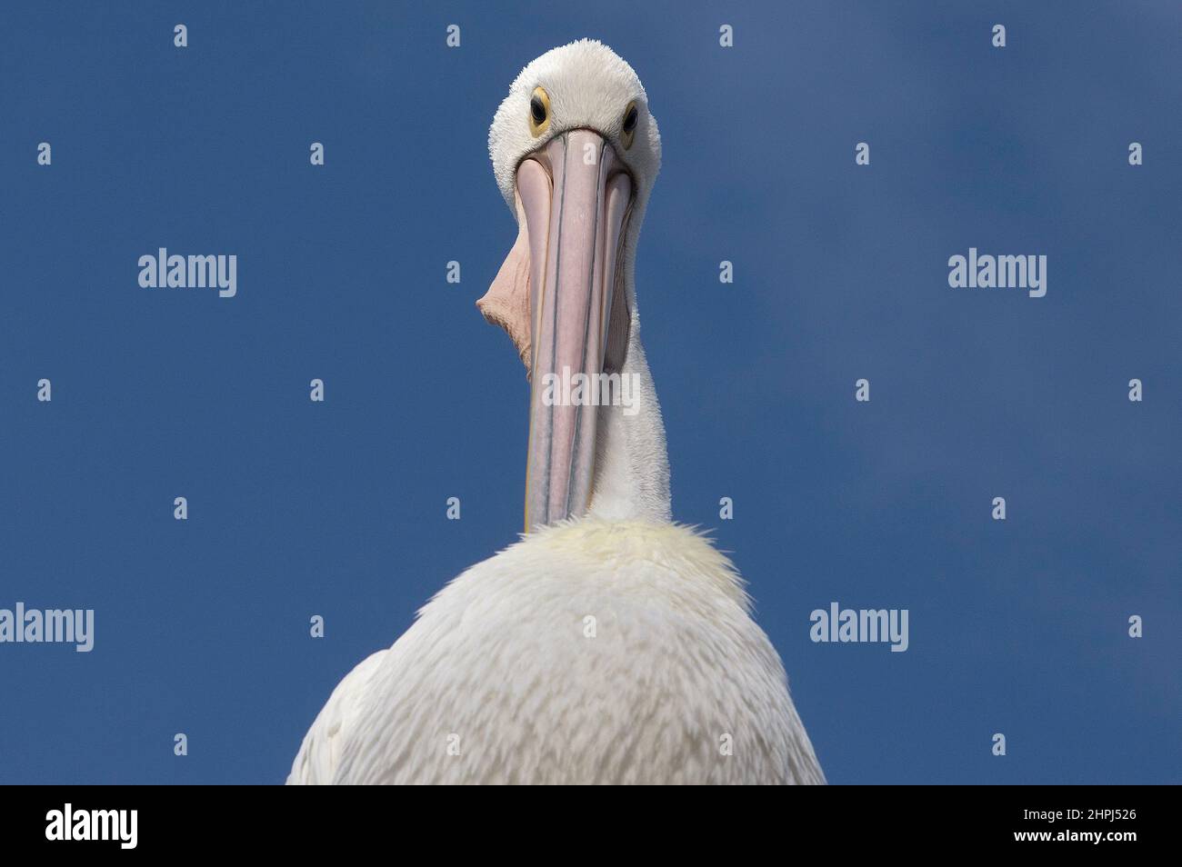 Pelican at St Kilda Pier Melbourne , Australia . Stock Photo