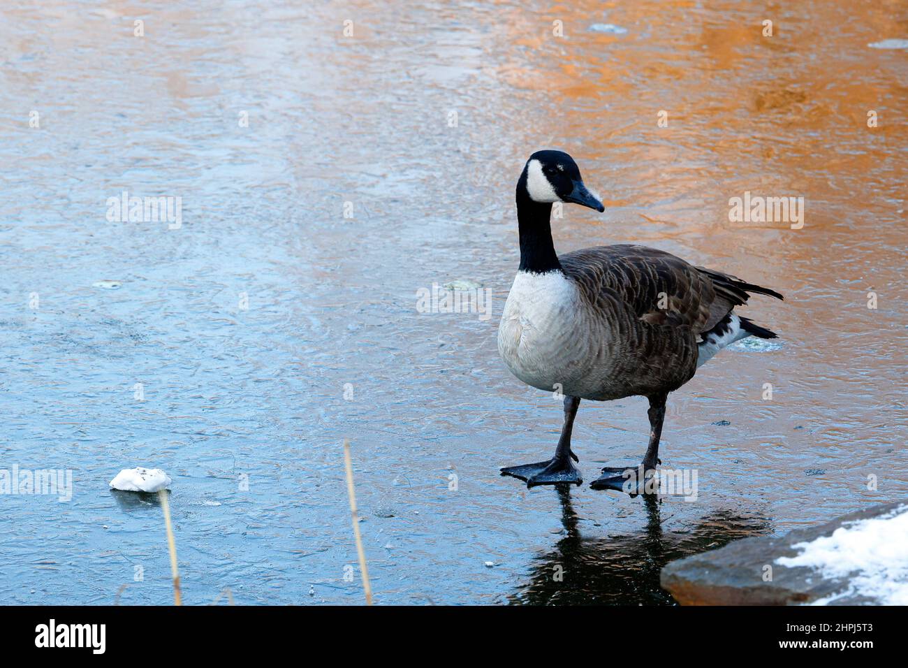 Atlantic canada goose hi-res stock photography and images - Alamy