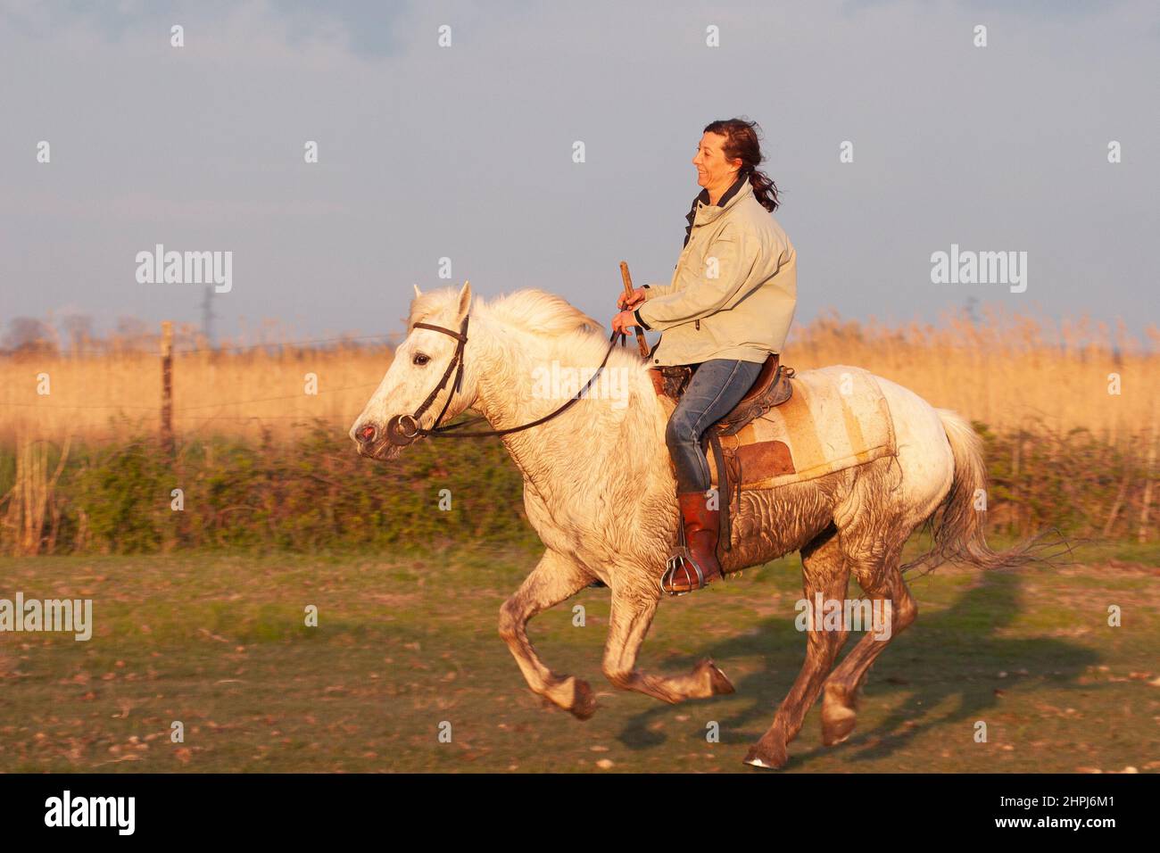 French woman riding a Camargue horse through a field in Provence, southern France Stock Photo