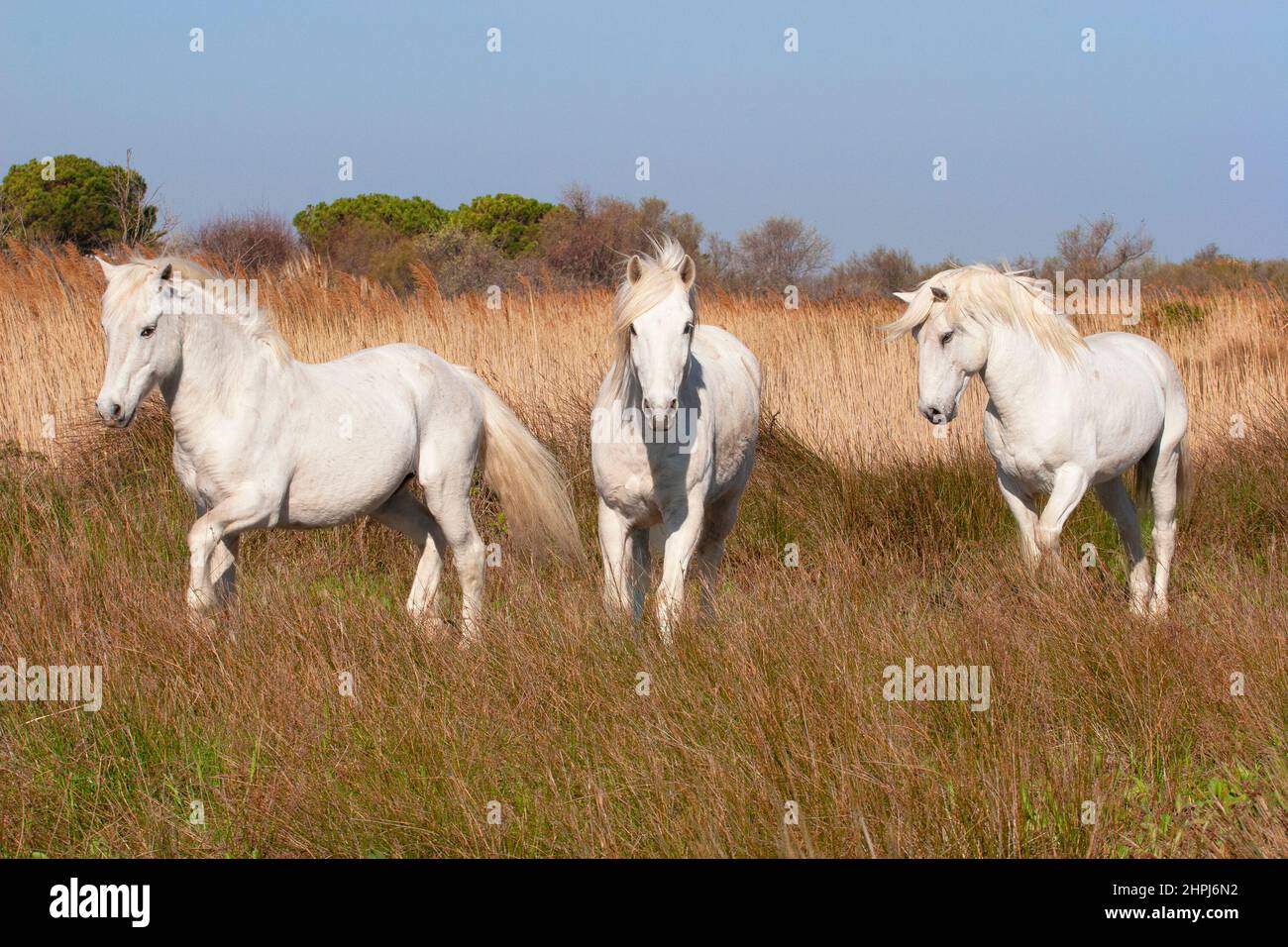 Three Camargue horses, stallions running on the Camargue wetlands of Provence in southern France Stock Photo