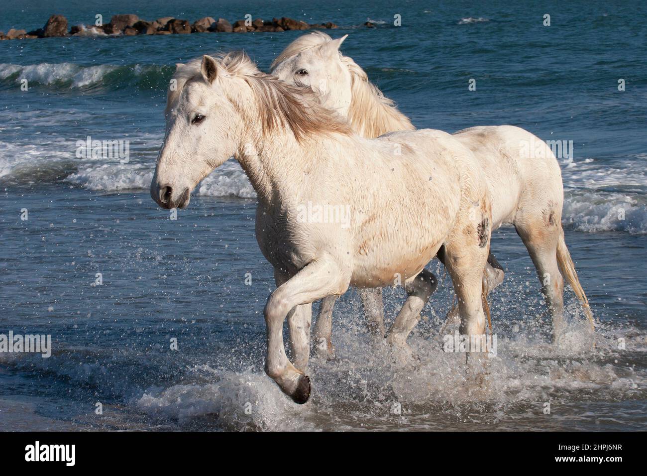 Camargue white horses running free along the Mediterranean Sea shore in Provence, south of France Stock Photo