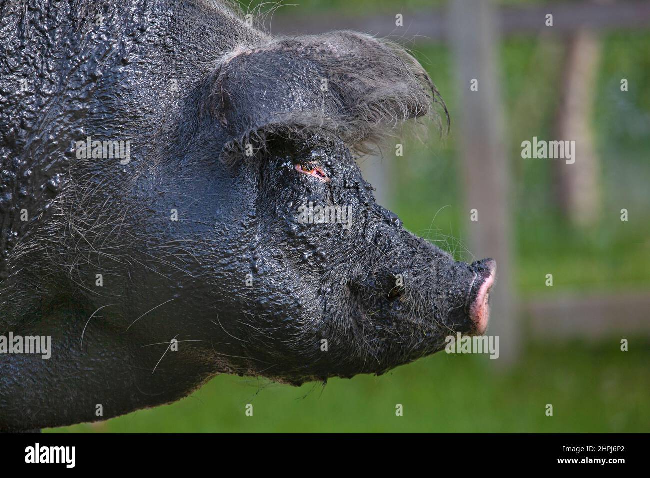 Happy free ranging muddy pig in an outdoor pasture at an animal sanctuary after wallowing in a mud bath Stock Photo