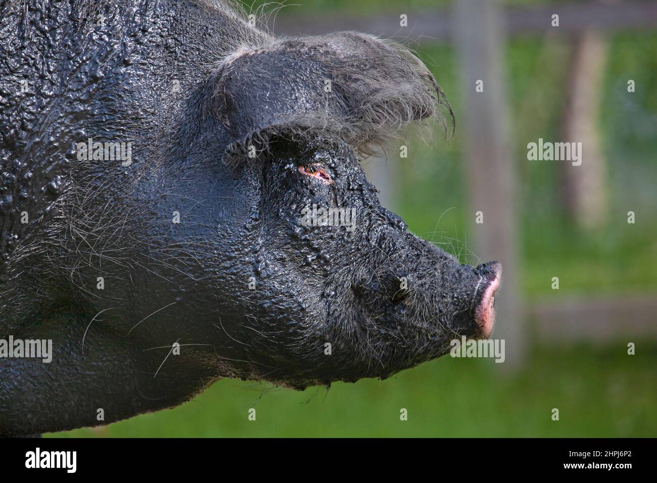 Happy free ranging muddy pig in an outdoor pasture at an animal sanctuary after wallowing in a mud bath, Alberta, Canada Stock Photo