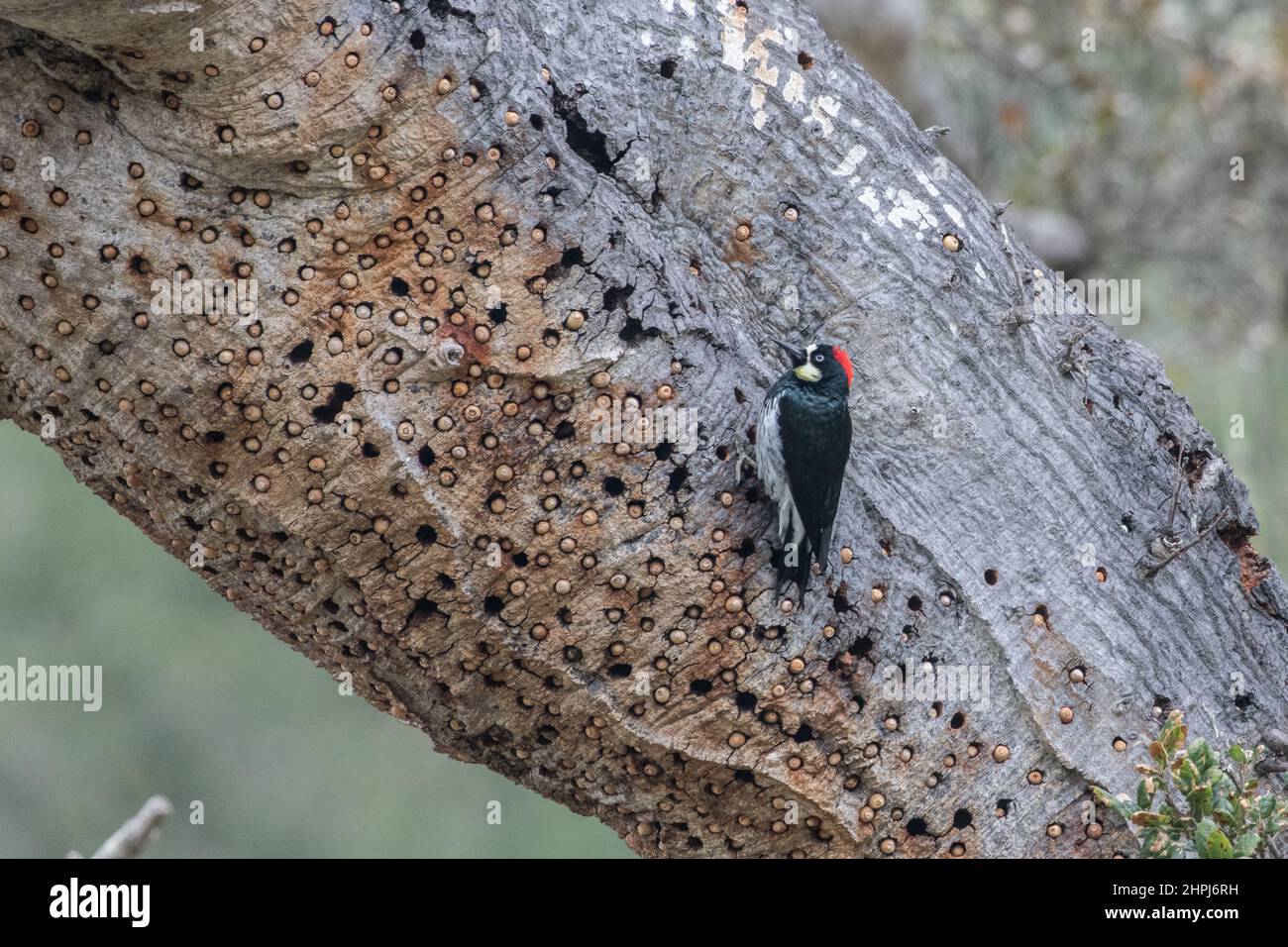 An Acorn Woodpecker (Melanerpes formicivorus) perched on its granary tree, an old oak where it stores acorns in holes in the bark. Stock Photo