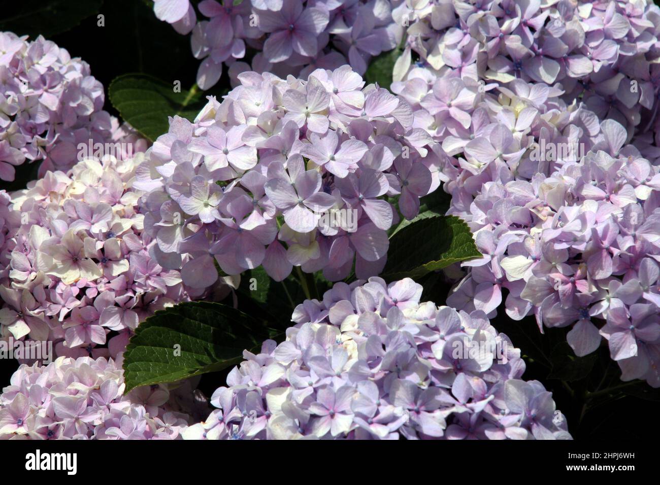 PALE MAUVE HYDRANGEA FLOWERS Stock Photo