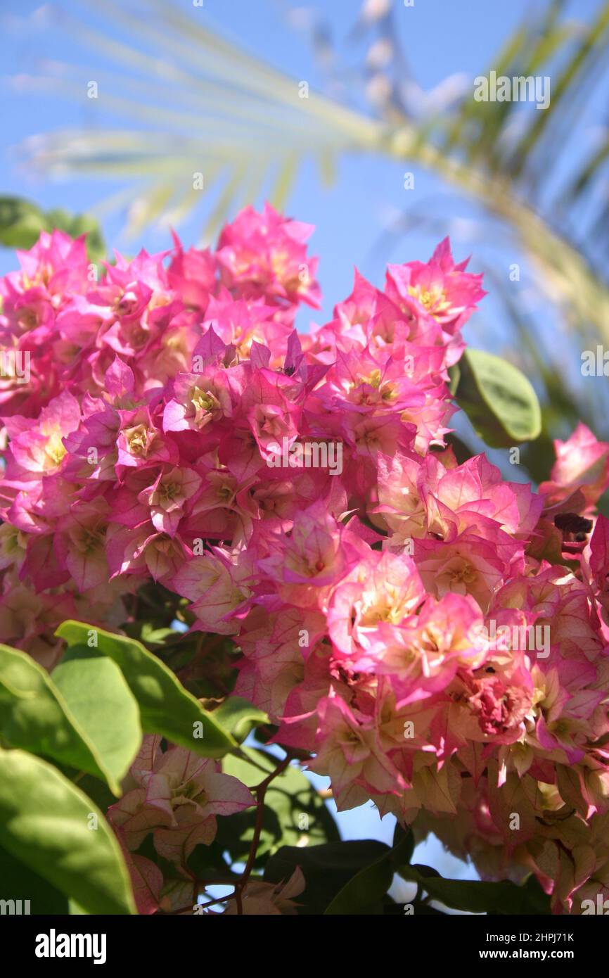 PINK AND CREAM BOUGAINVILLEA FLOWERS (BRACTS). BOUGAINVILLEAS ARE VIGOROUS CLIMBING PLANTS. Stock Photo