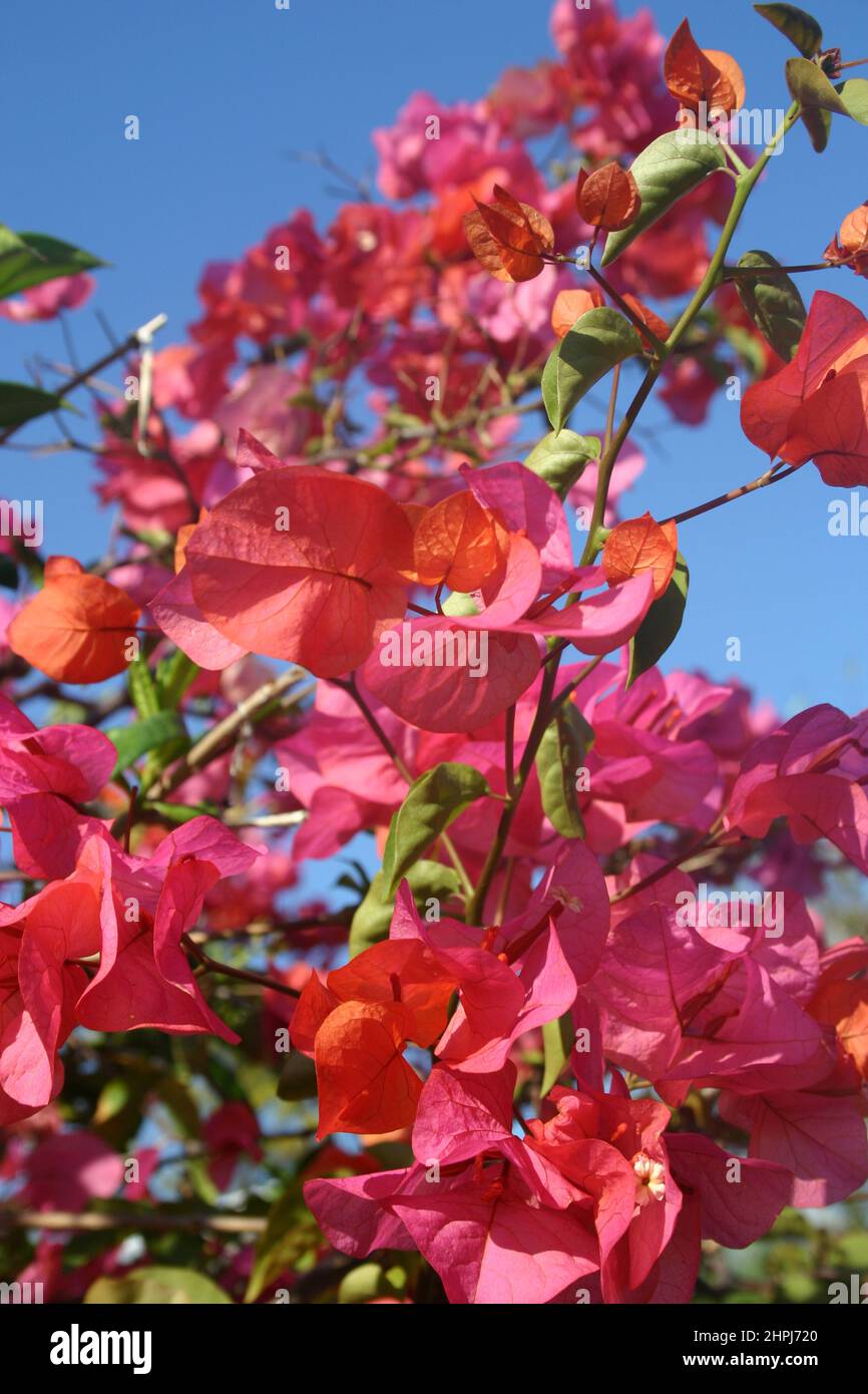 PINK BOUGAINVILLEA FLOWERS (BRACTS). BOUGAINVILLEAS ARE VIGOROUS CLIMBING PLANTS. Stock Photo