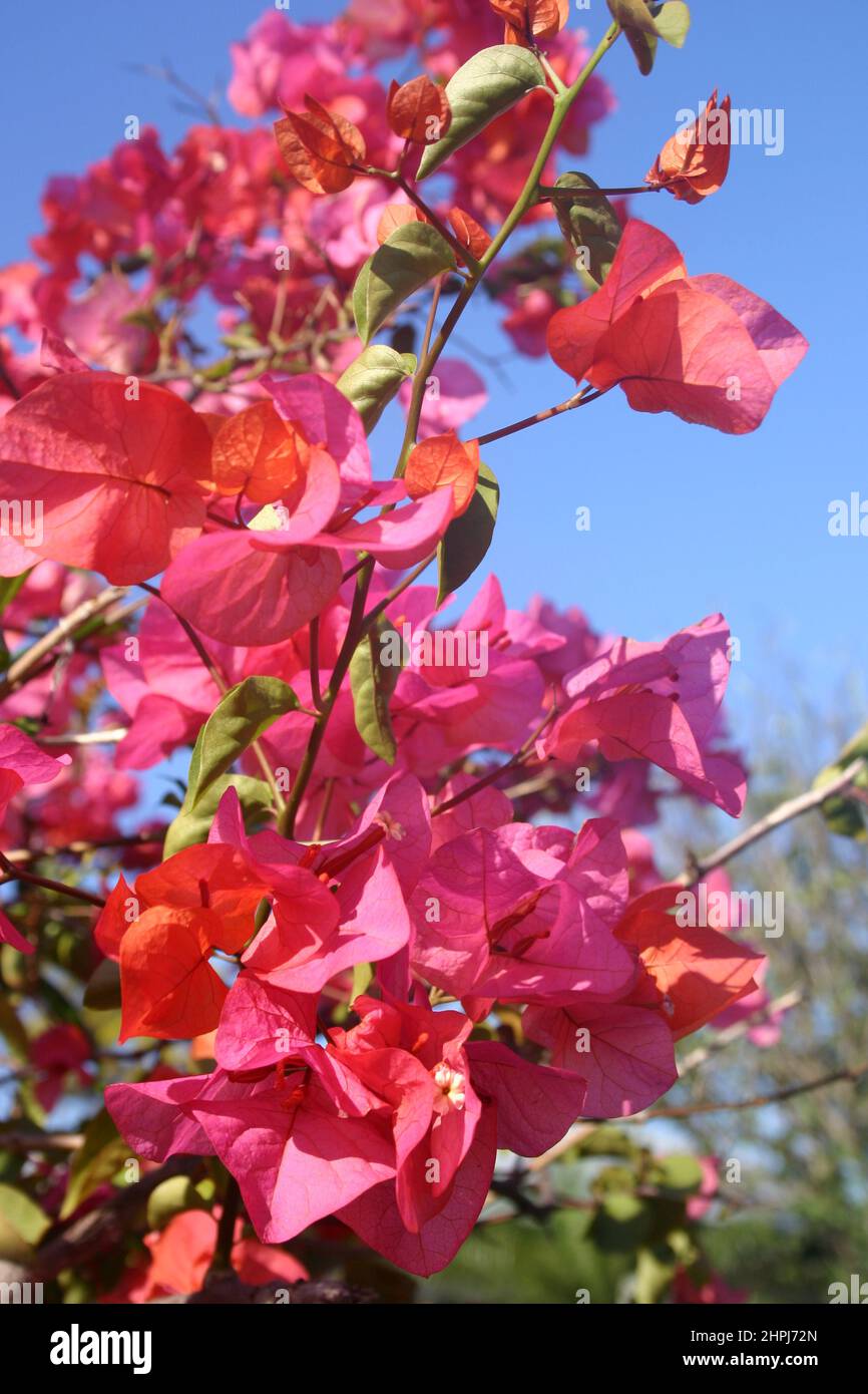 PINK BOUGAINVILLEA FLOWERS (BRACTS). BOUGAINVILLEAS ARE VIGOROUS CLIMBING PLANTS. Stock Photo