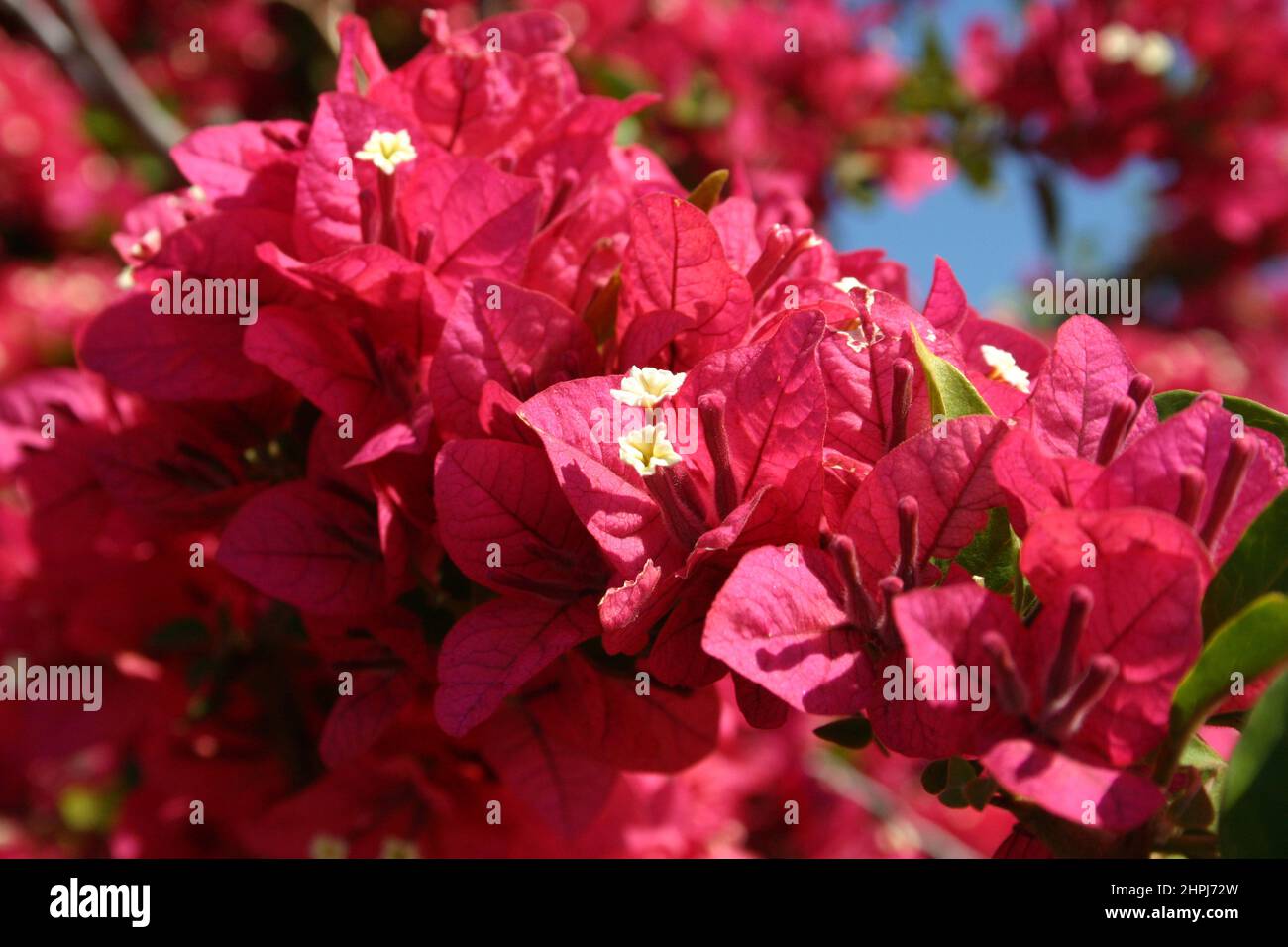 PINK BOUGAINVILLEA FLOWERS (BRACTS). BOUGAINVILLEAS ARE VIGOROUS