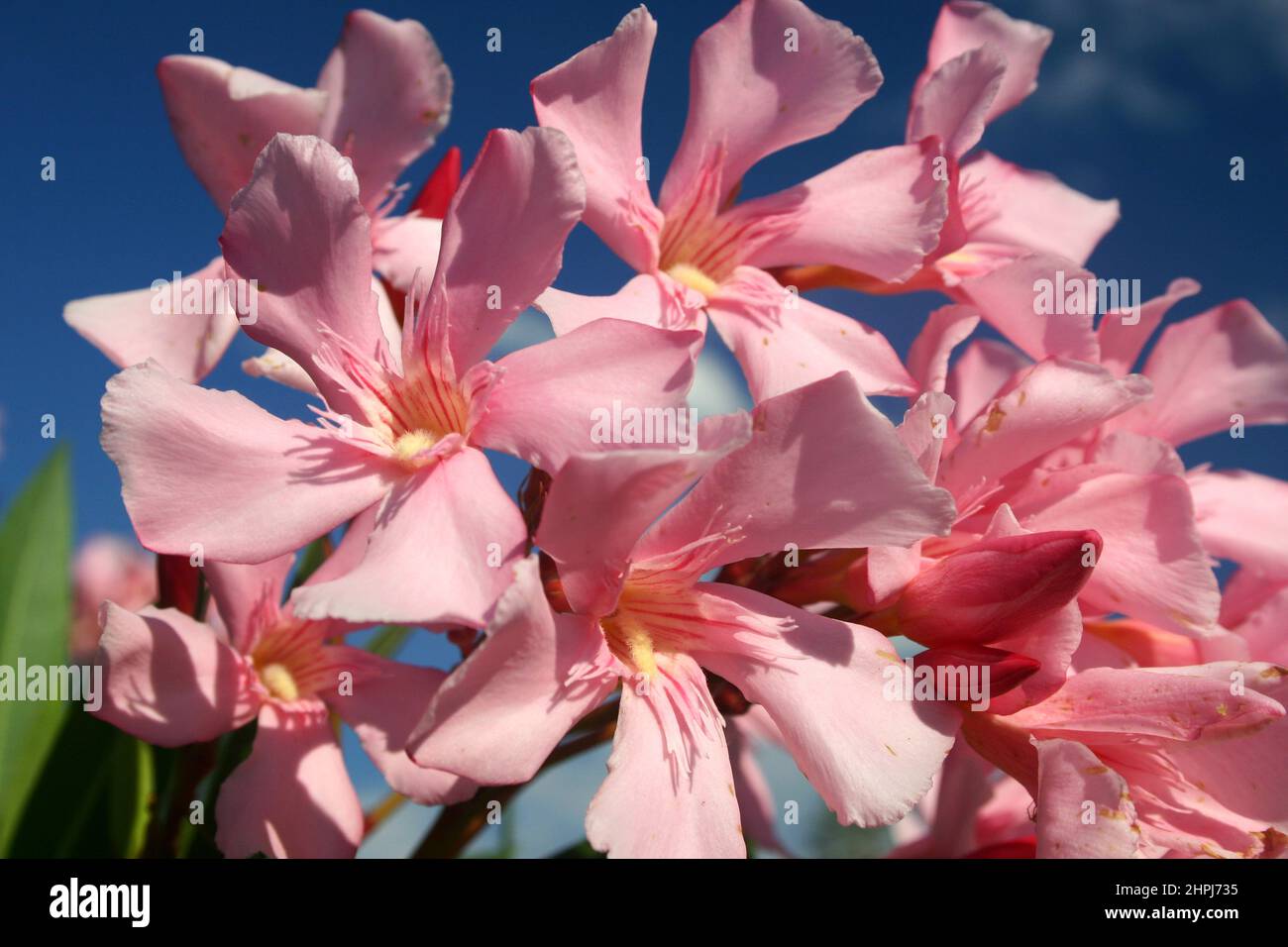 CLOSEUP OF THE PINK FLOWERS OF THE OLEANDER (NERIUM) BUSH OR SHRUB