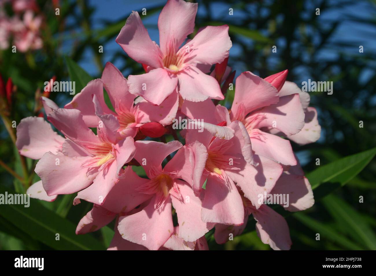 CLOSEUP OF THE PINK FLOWERS OF THE OLEANDER (NERIUM) BUSH OR SHRUB