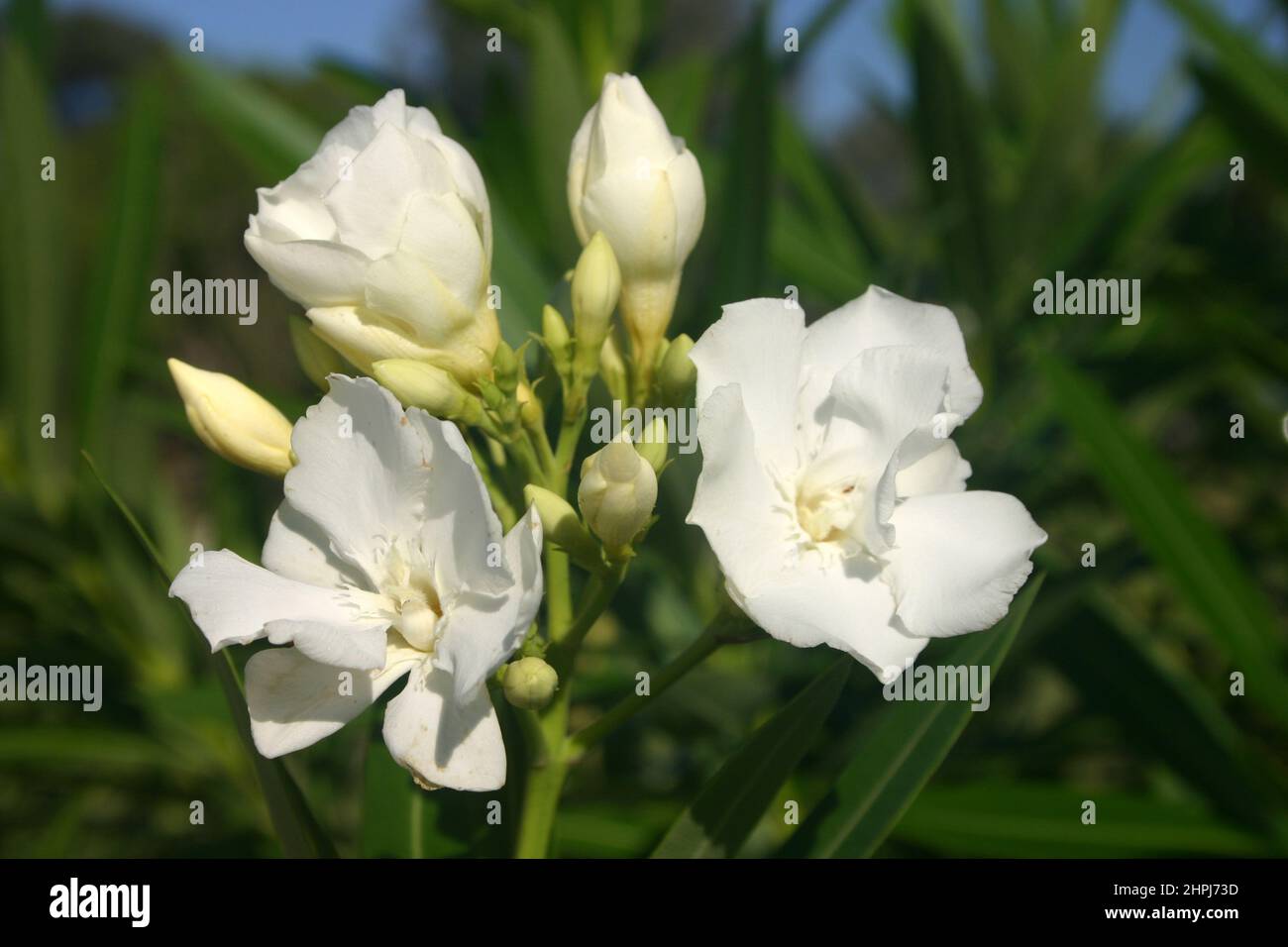 CLOSE-UP OF THE WHITE FLOWERS OF THE OLEANDER (NERIUM) BUSH. NERIUM CONTAINS SEVERAL TOXIC COMPOUNDS AND IS CONSIDERED A POISONOUS PLANT. Stock Photo