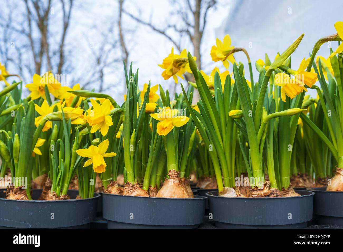 Flowering daffodil flowers at spring Stock Photo Alamy