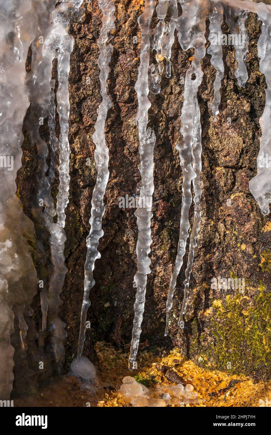 Icicles on a tree stump in sunshine Stock Photo