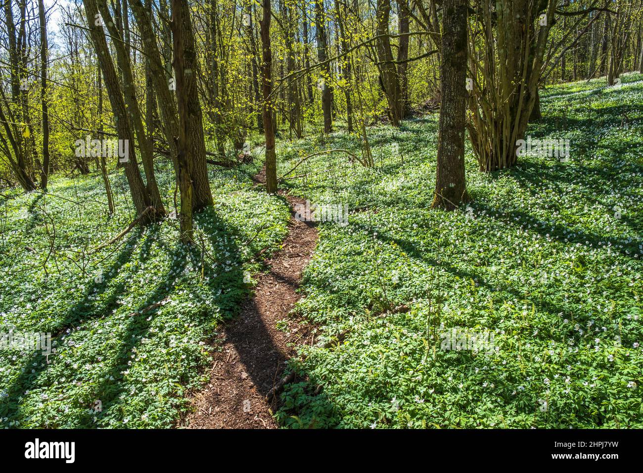 Wildflowers in forest spring hi-res stock photography and images - Alamy