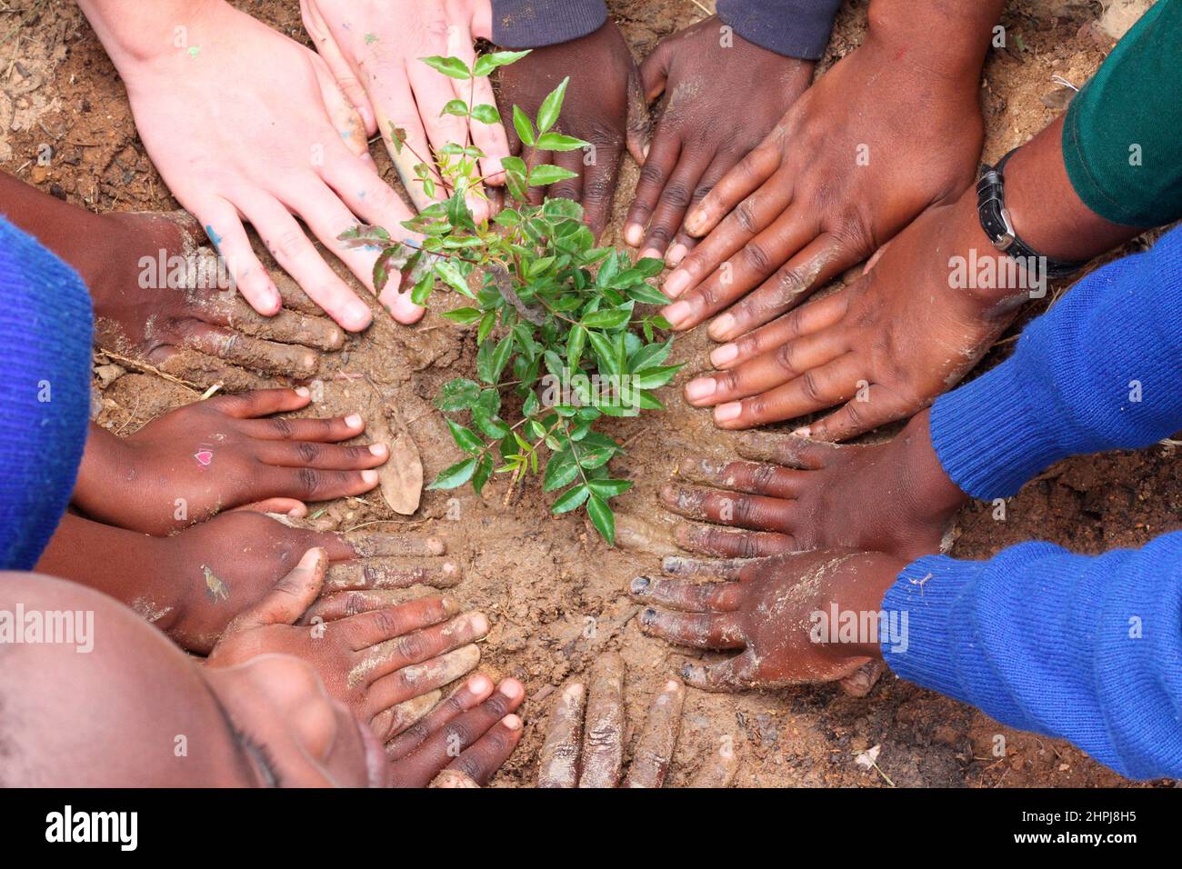 Planting a tree in Machek. Macheke Primary school children with help from some volunteers planted trees in their school yard. Zimbabwe. Stock Photo