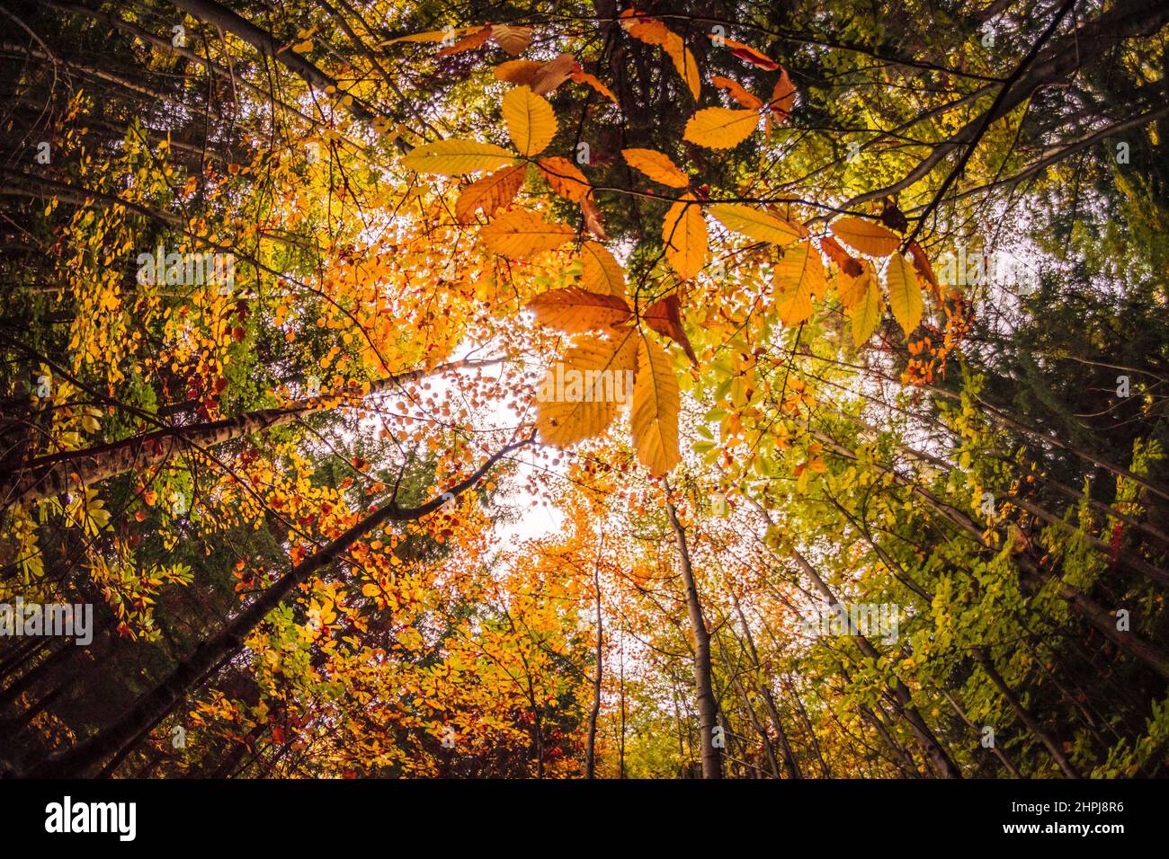 Low angle shot of autumn trees in the forest in Kapfenberg, Steiermark, Austria Stock Photo