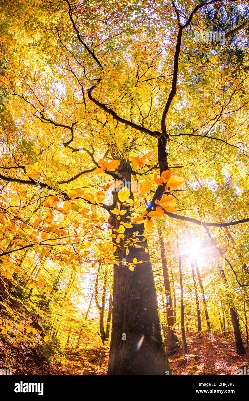 Low angle shot of a tree in an autumn forest in Kapfenberg, Steiermark Stock Photo