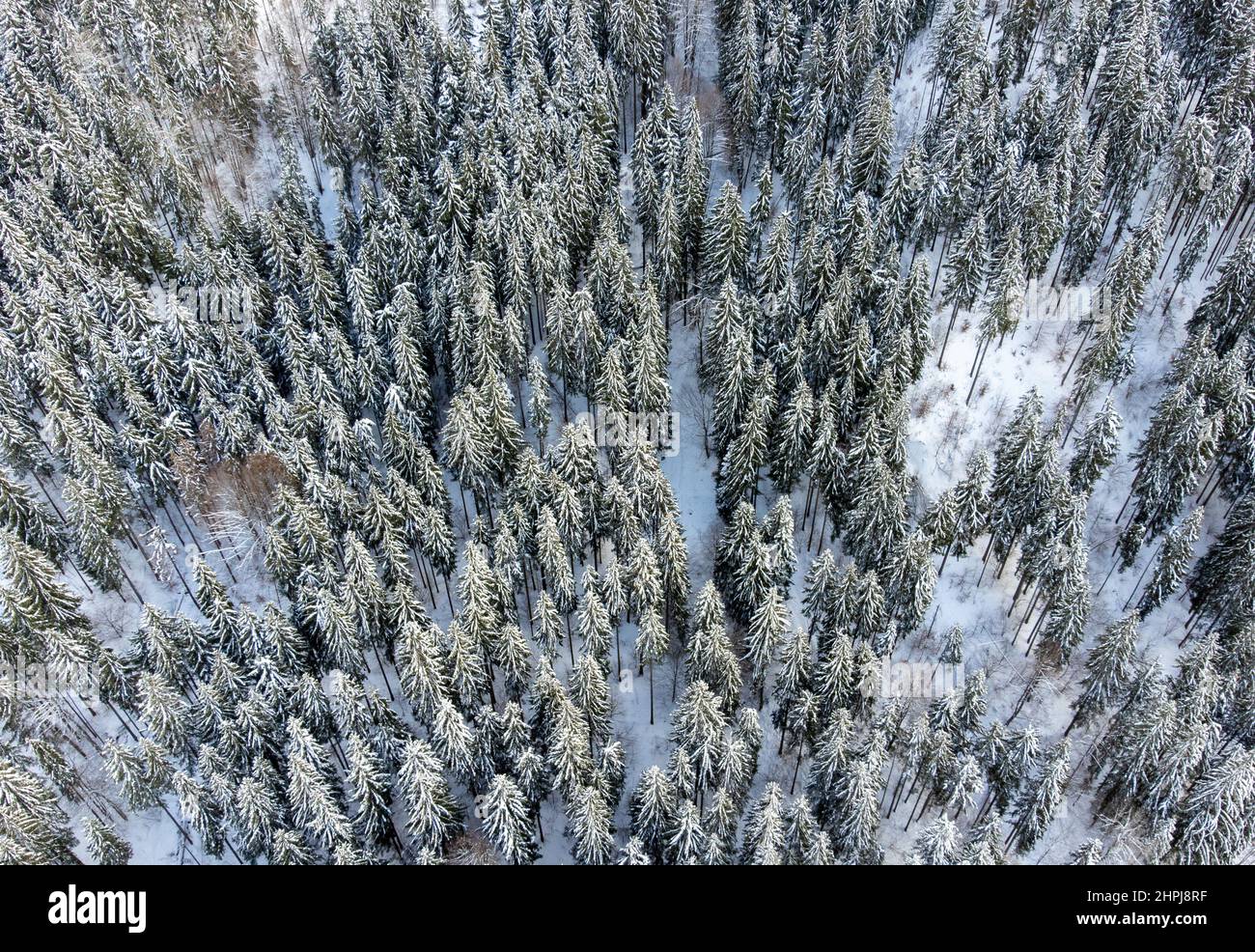 Aerial top view of a pine forest in winter Stock Photo - Alamy