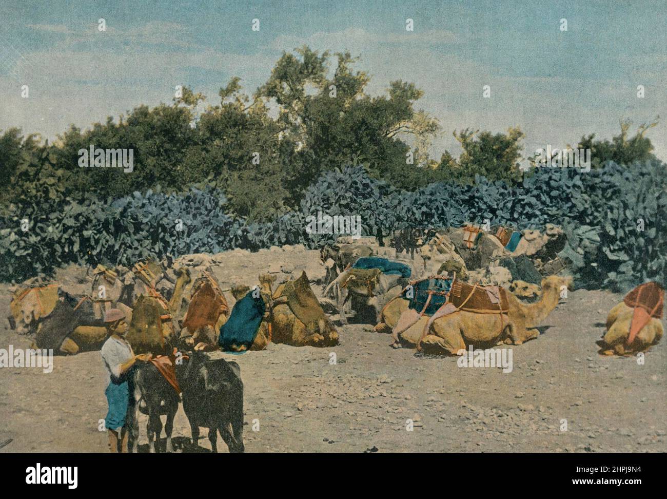 CHAMEAUX AU REPOS Autour Du Monde Syrie 1895 - 1900  (4)  - 19 th century french colored photography print Stock Photo