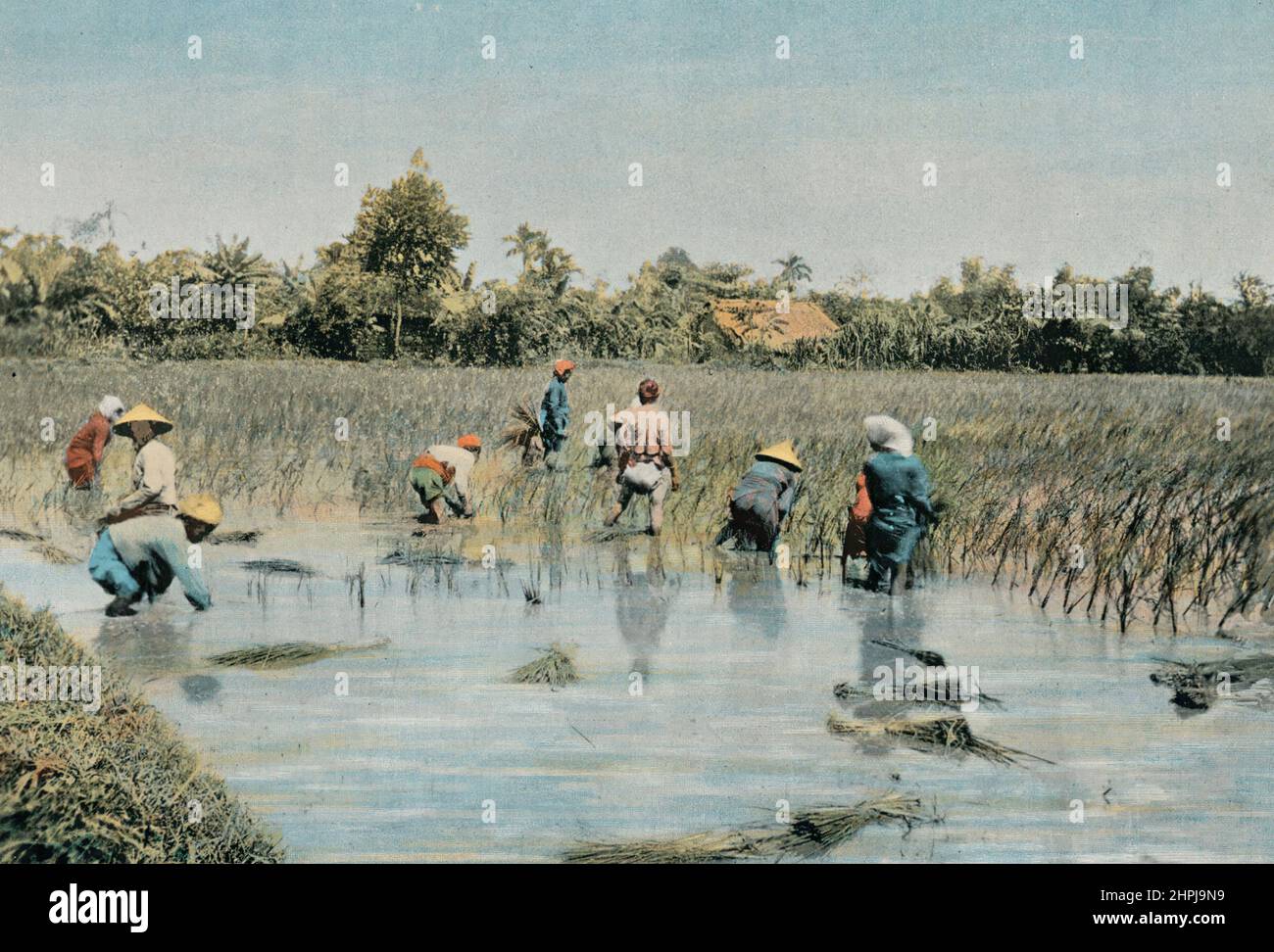 RÉCOLTE DU RIZ. Autour Du Monde Tonkin  - Vietnam II 1895 - 1900  (4)  - 19 th century french colored photography print Stock Photo