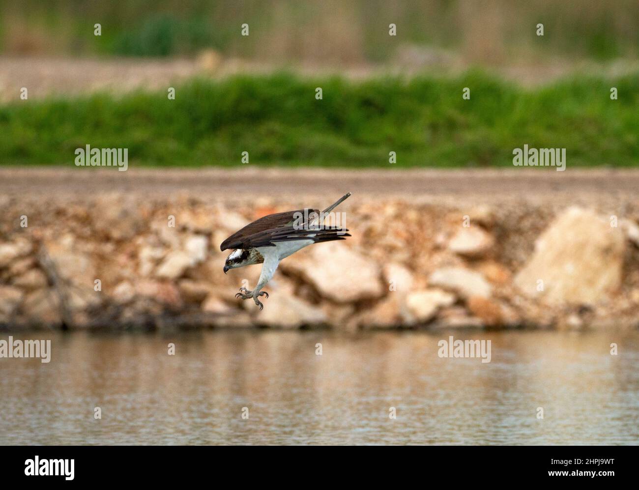 osprey (Pandion haliaetus), also called sea hawk, river hawk, and fish hawk, Stock Photo