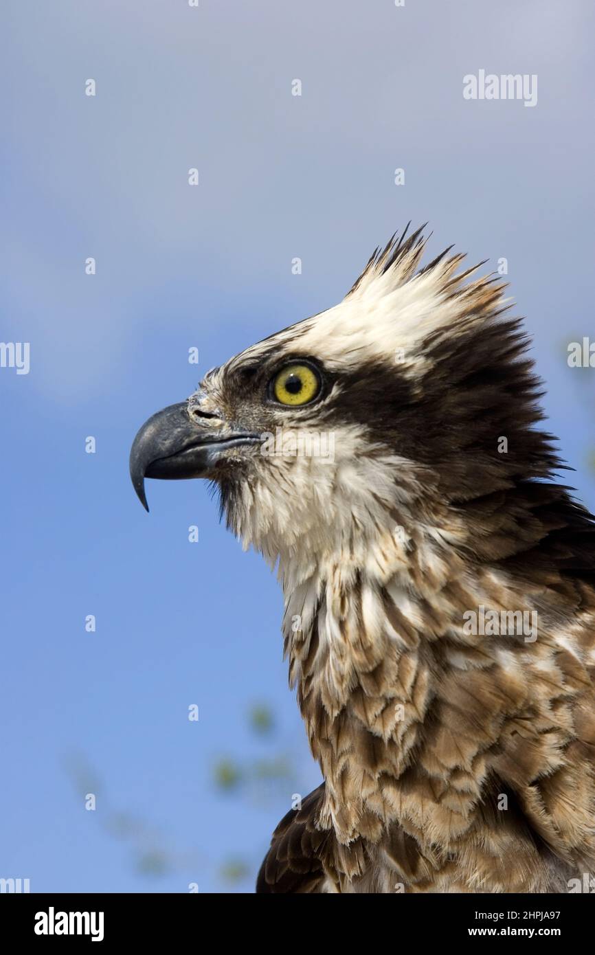 osprey (Pandion haliaetus) Portrait also called sea hawk, river hawk, and fish hawk, Stock Photo